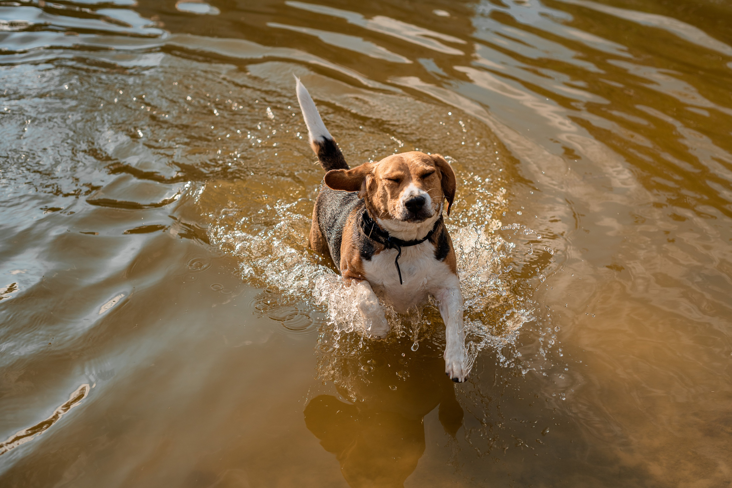 Осіння прогулянка. Дитячий та сімейний фотограф м.Бровари