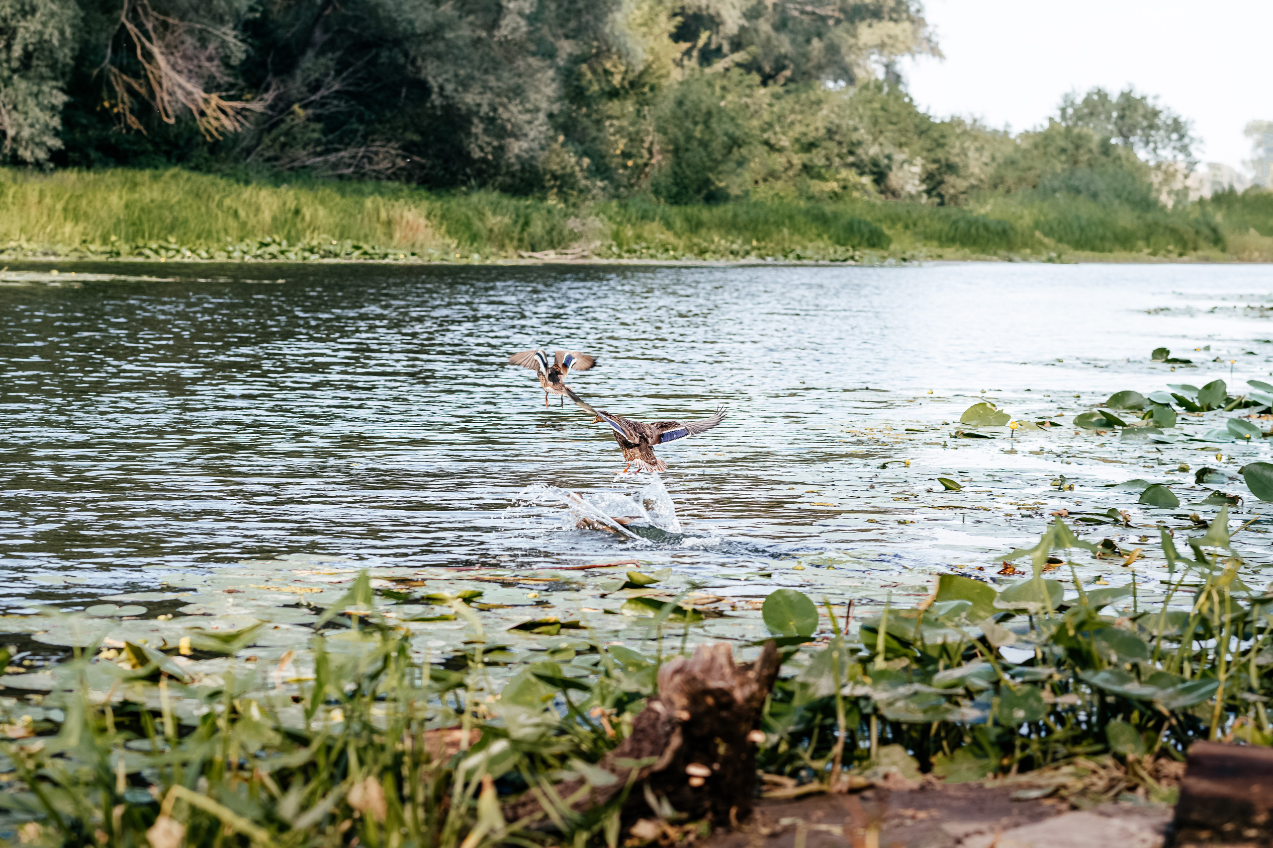 Україночка. Дитячий та сімейний фотограф м.Бровари