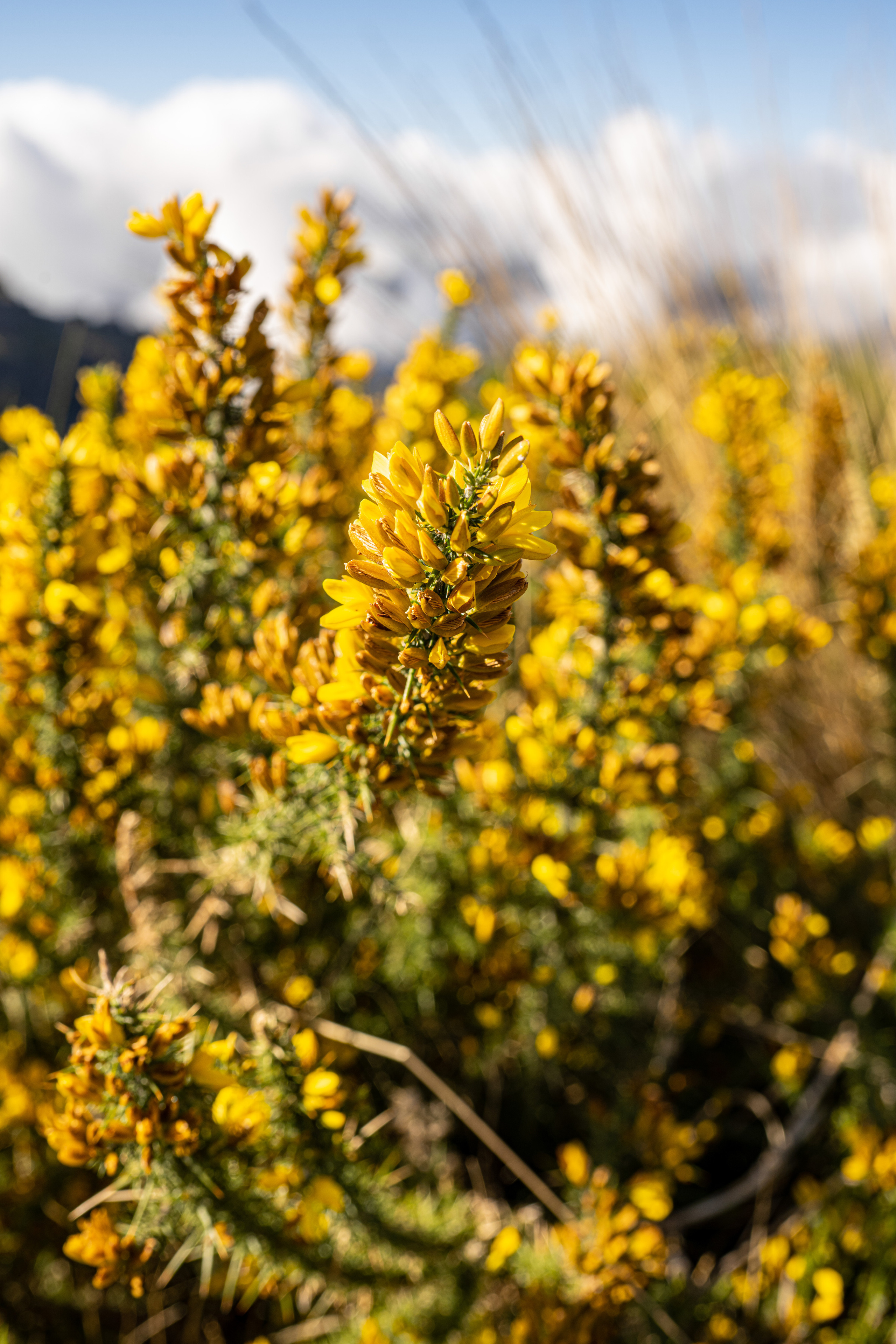 Мадейра. Дитячий та сімейний фотограф м.Бровари