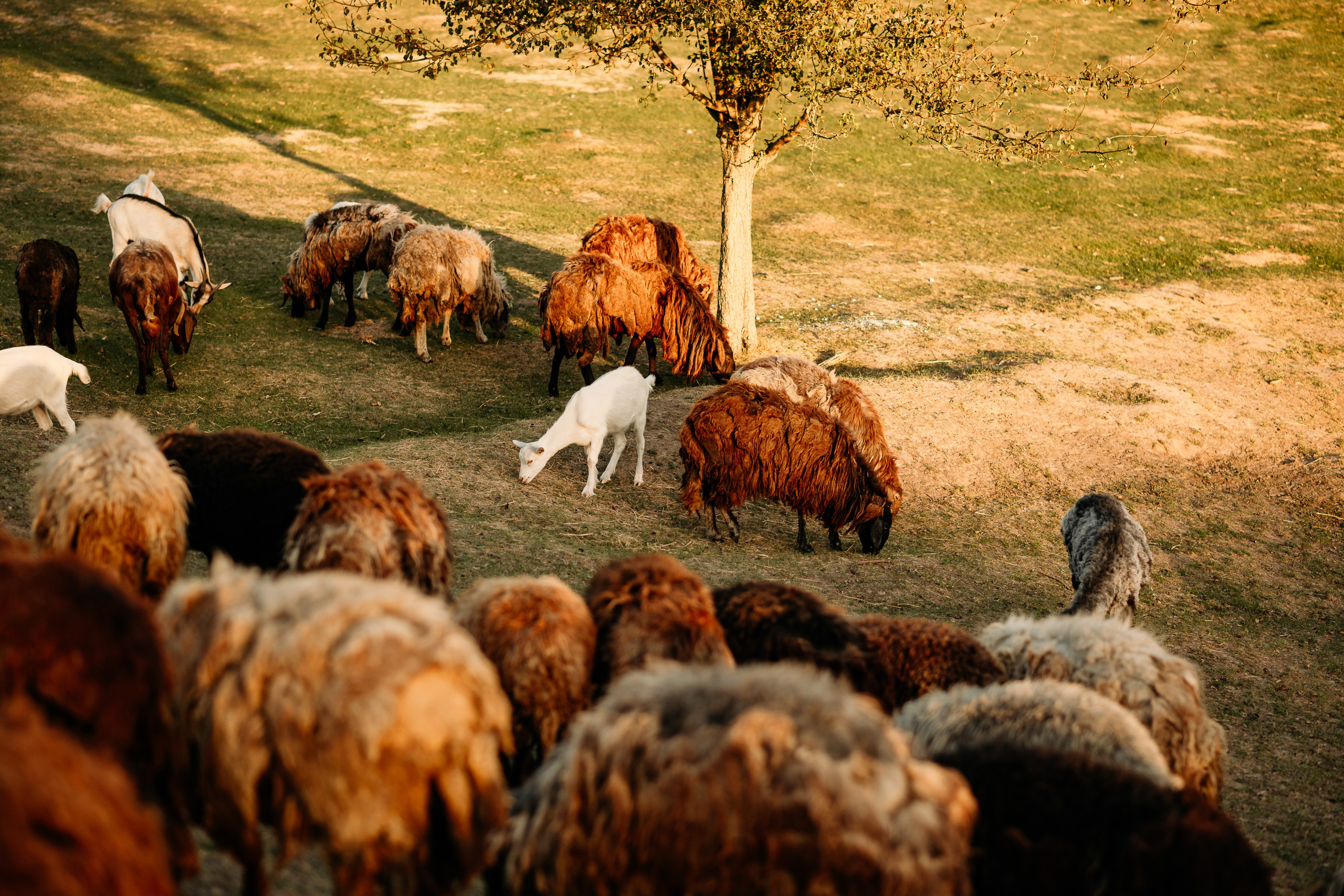 Sheepland. Дитячий та сімейний фотограф м.Бровари