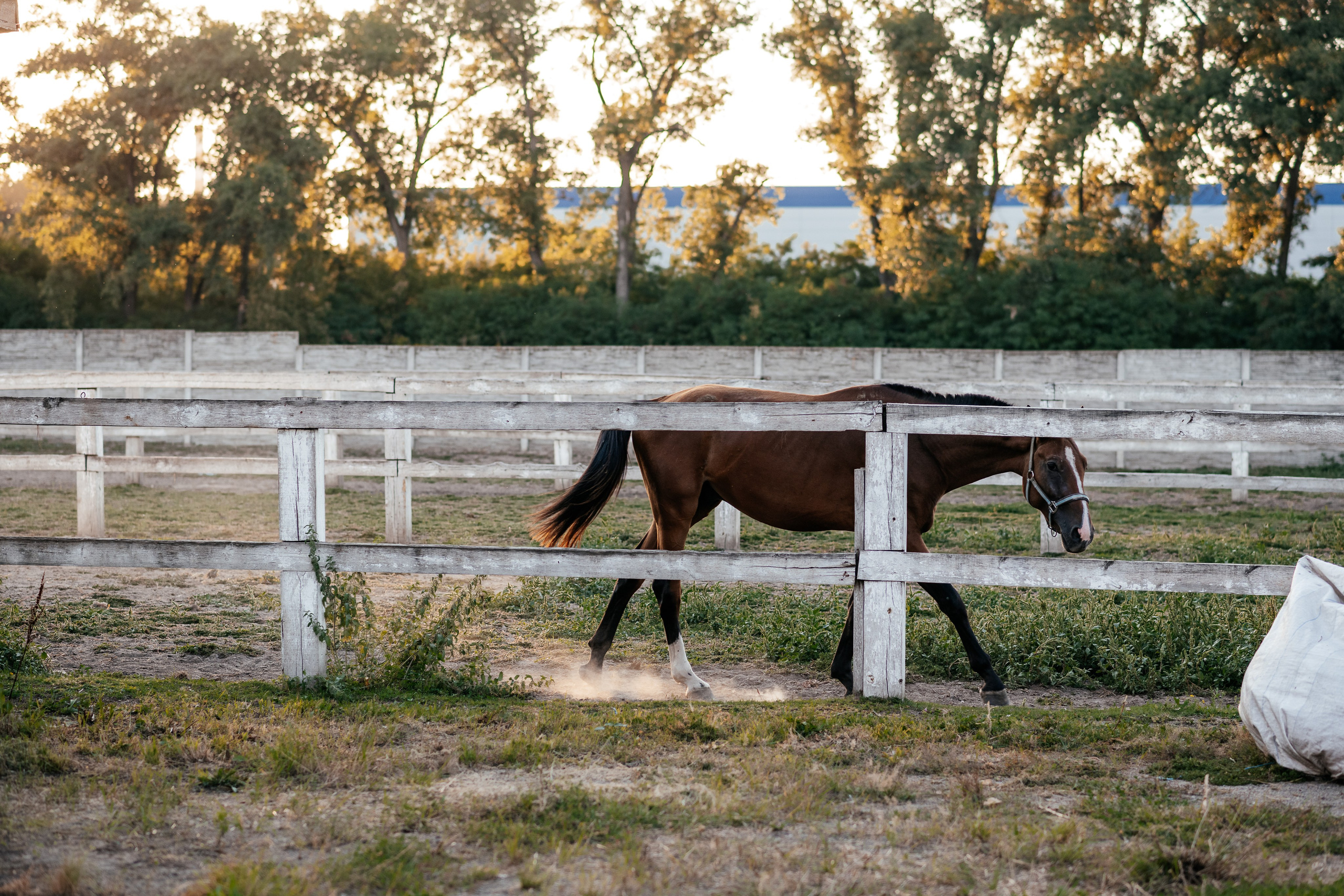 Маленька історія Еміліі. Дитячий та сімейний фотограф м.Бровари