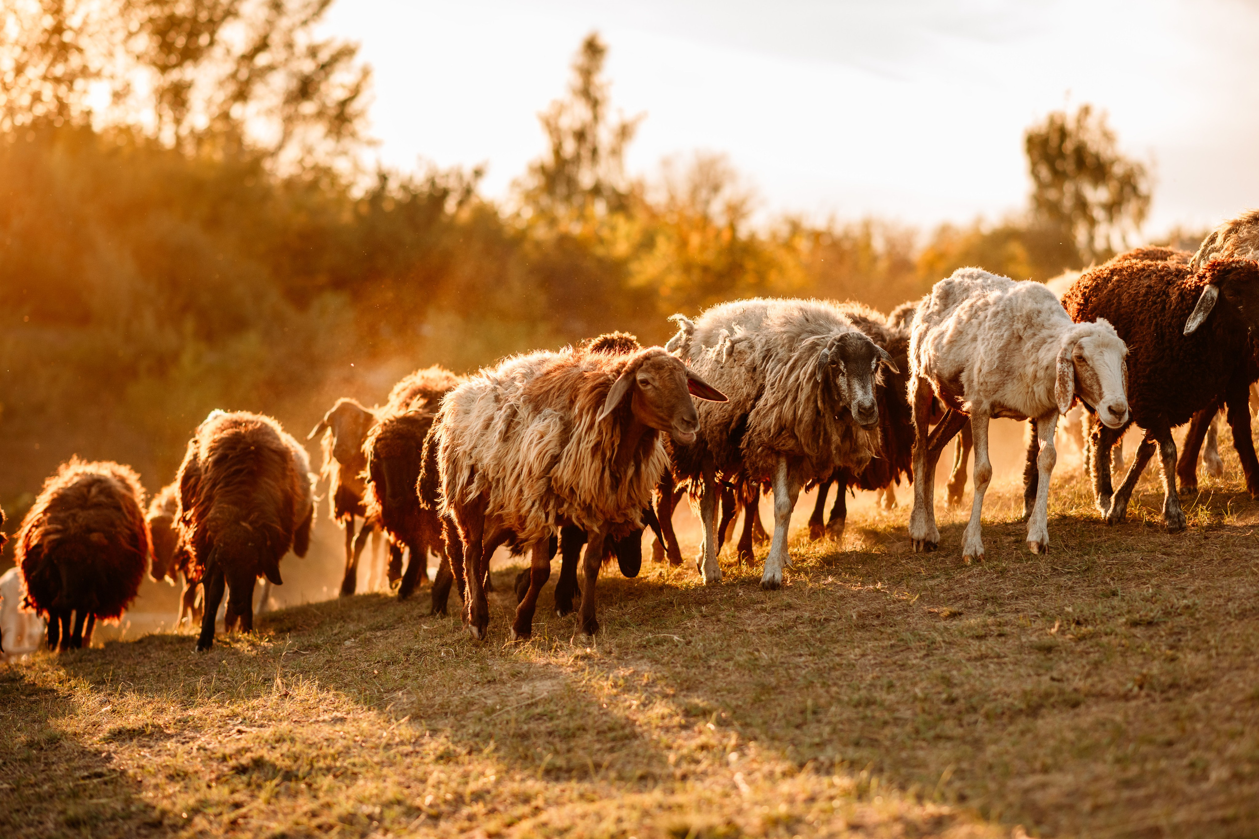 Sheepland. Дитячий та сімейний фотограф м.Бровари
