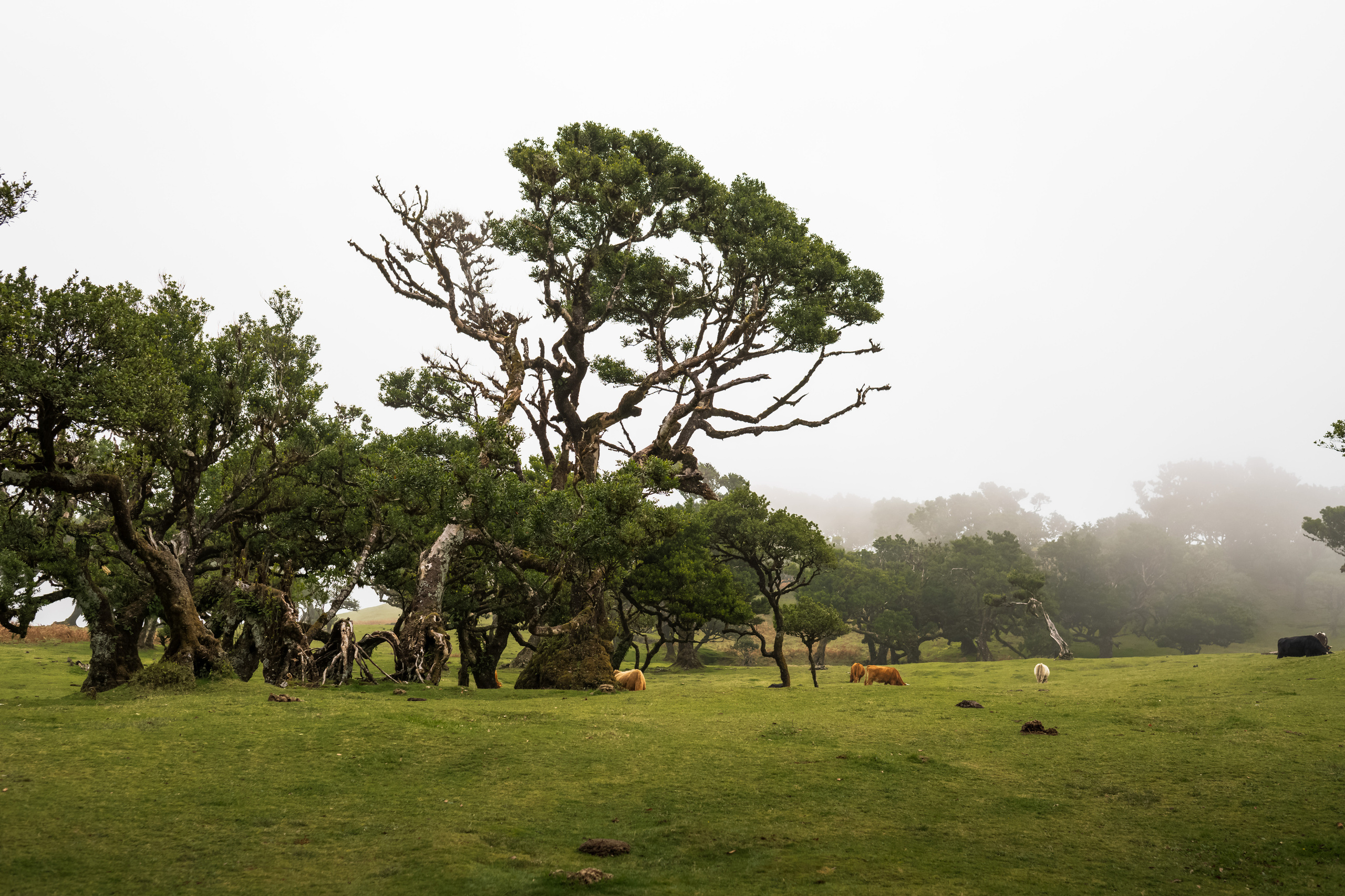Мадейра. Дитячий та сімейний фотограф м.Бровари
