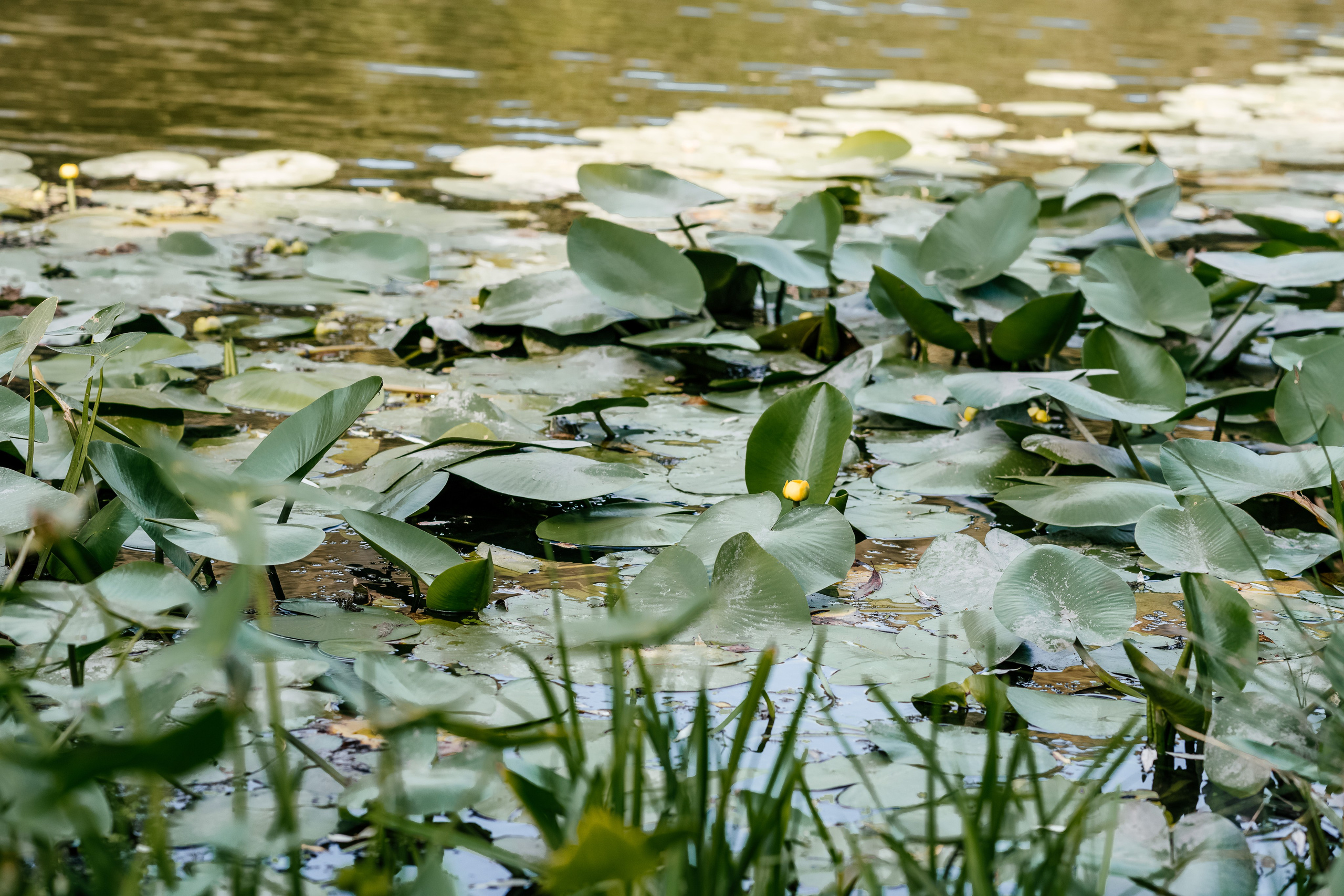 Україночка. Дитячий та сімейний фотограф м.Бровари