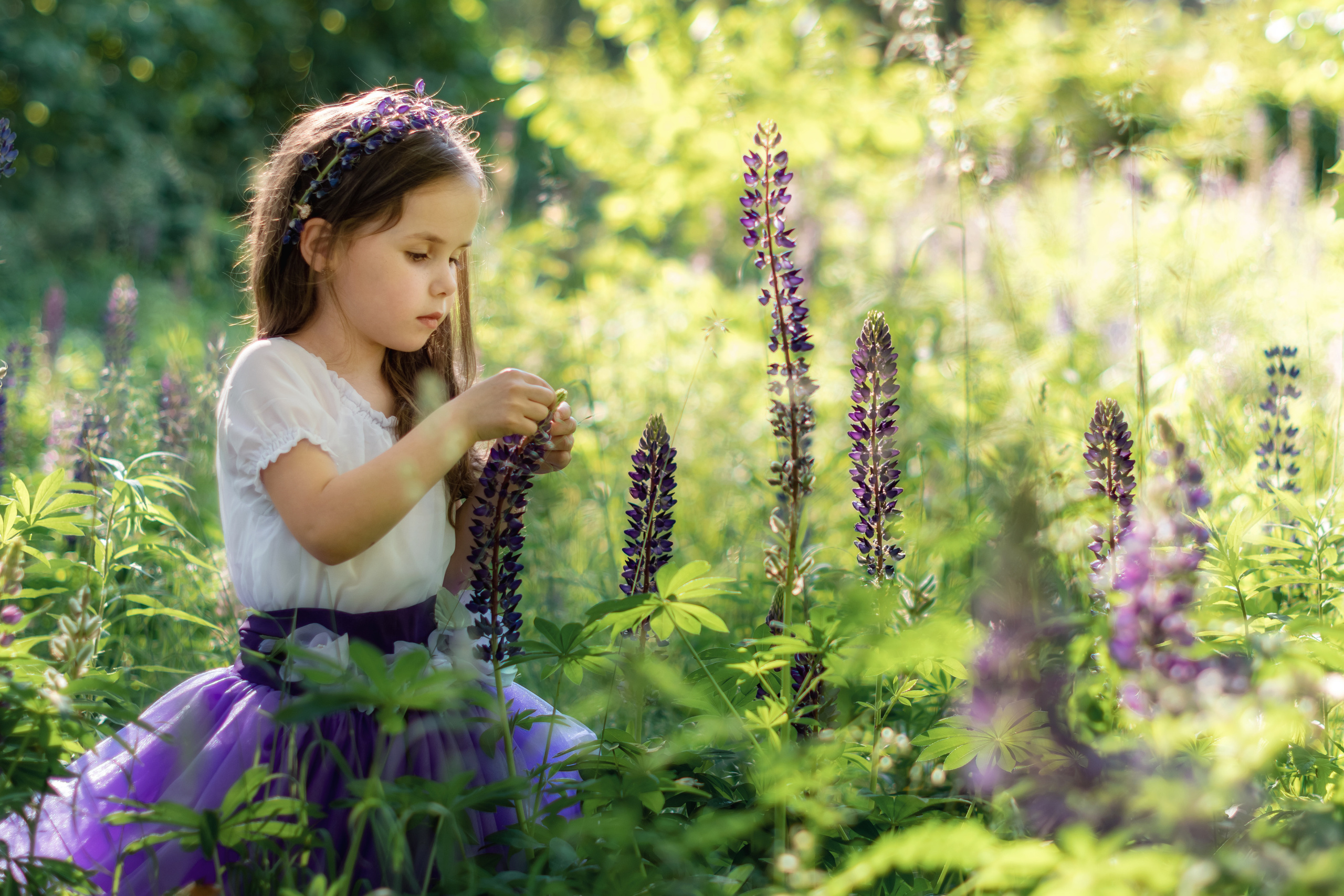 Люпини. Дитячий та сімейний фотограф м.Бровари