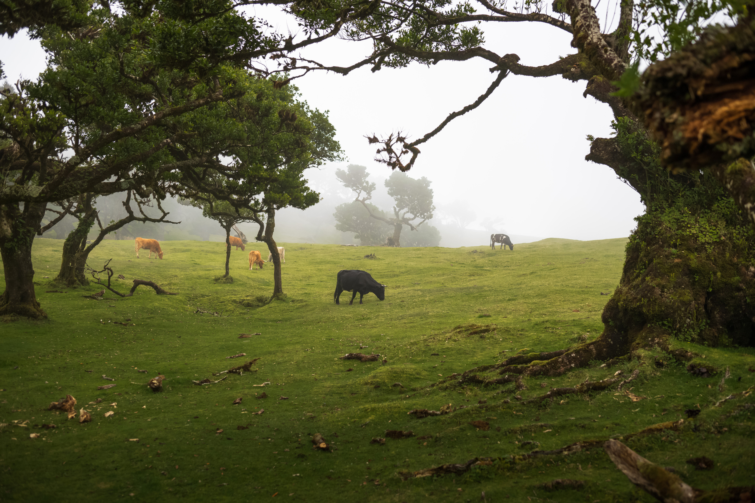 Мадейра. Дитячий та сімейний фотограф м.Бровари