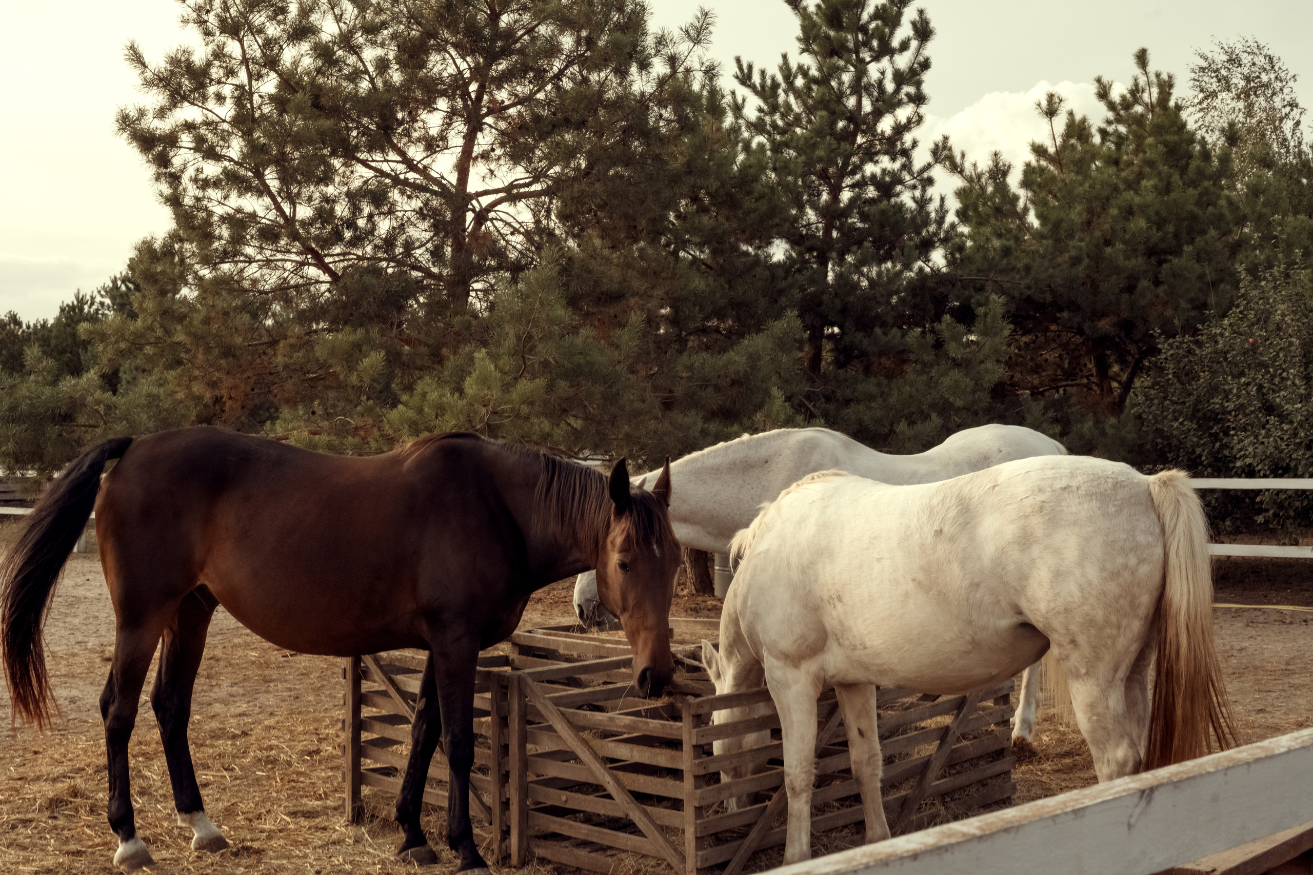 Ранчо Іго-Го. Дитячий та сімейний фотограф м.Бровари