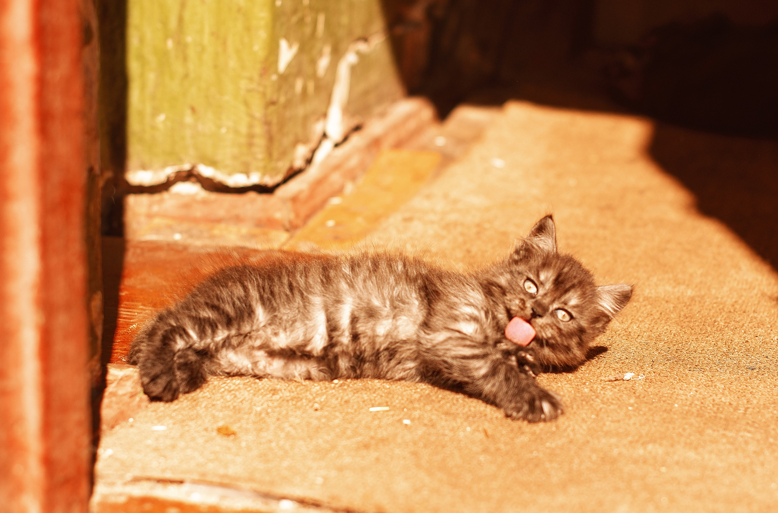 Ретро. Дитячий та сімейний фотограф м.Бровари
