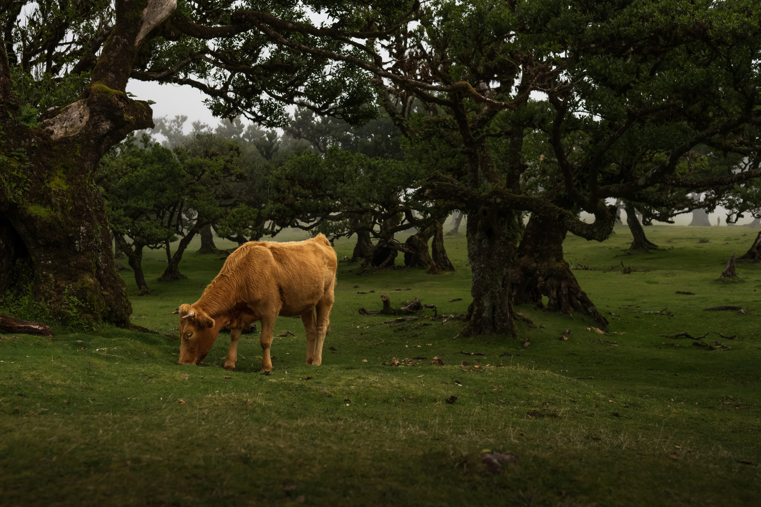 Мадейра. Дитячий та сімейний фотограф м.Бровари