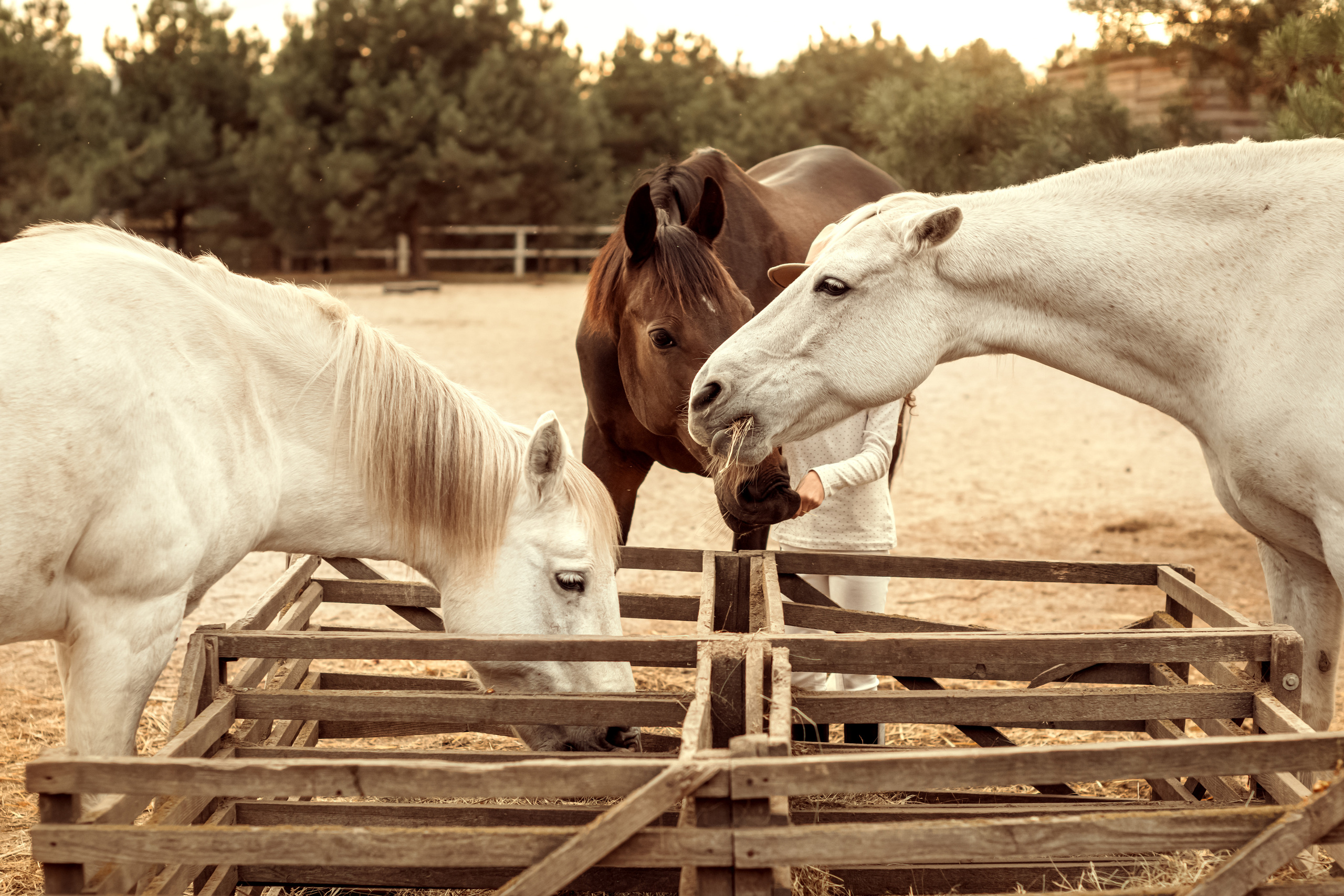 Ранчо Іго-Го. Дитячий та сімейний фотограф м.Бровари
