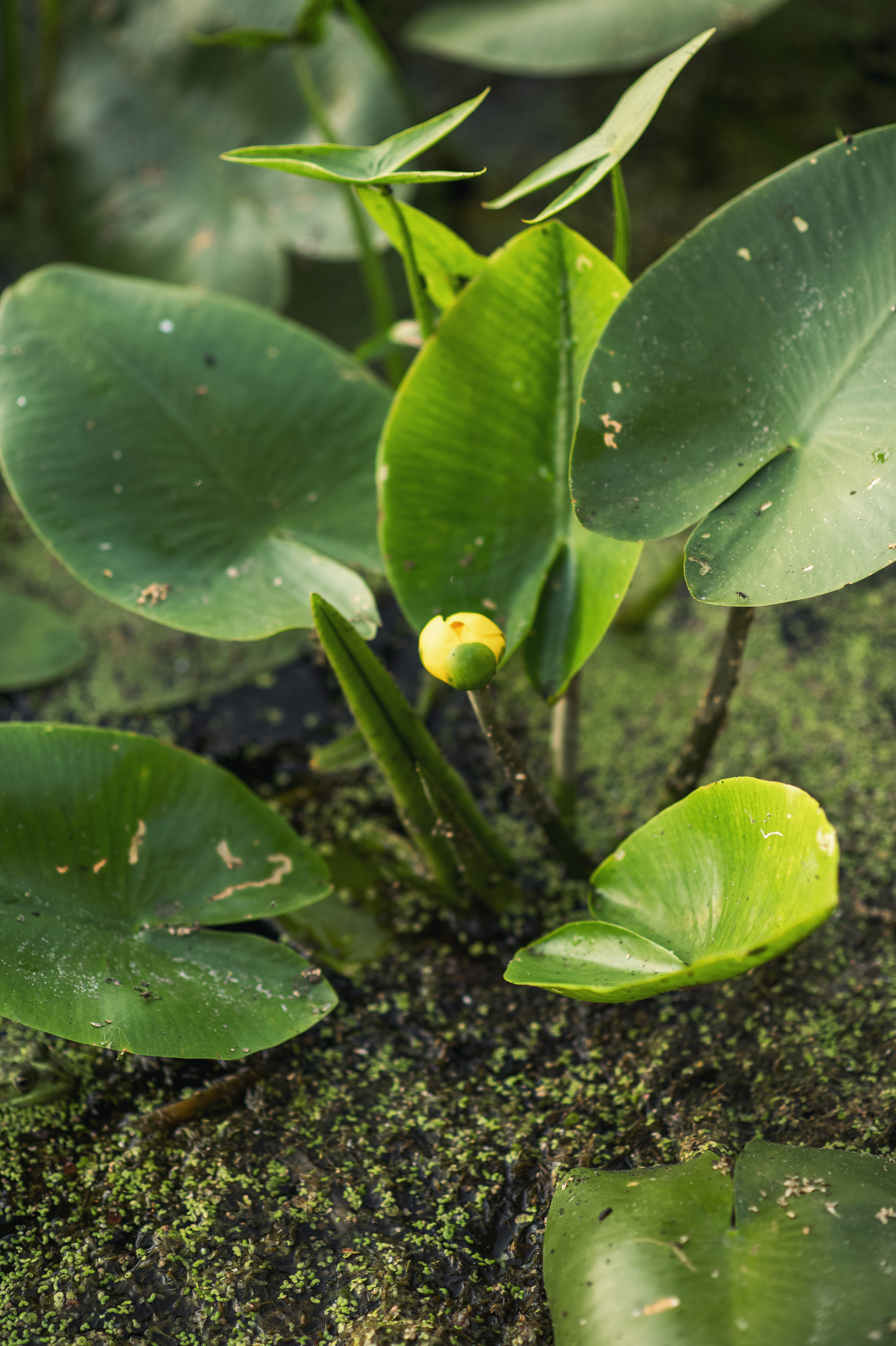Мавки. Дитячий та сімейний фотограф м.Бровари