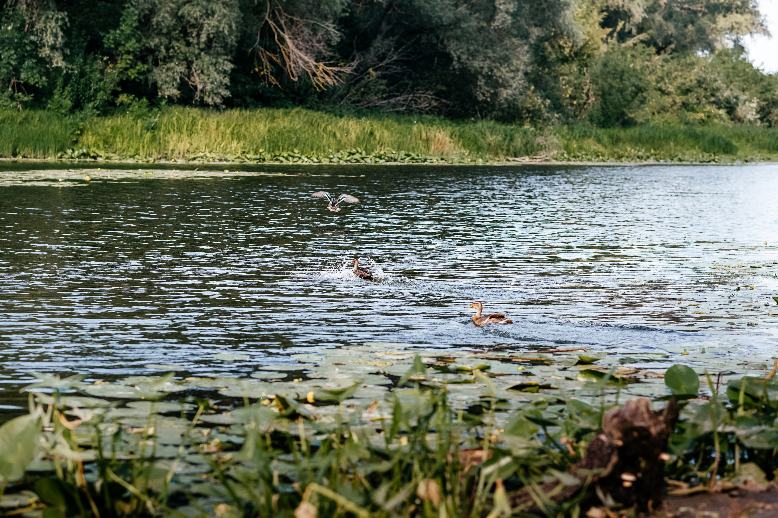 Україночка. Дитячий та сімейний фотограф м.Бровари