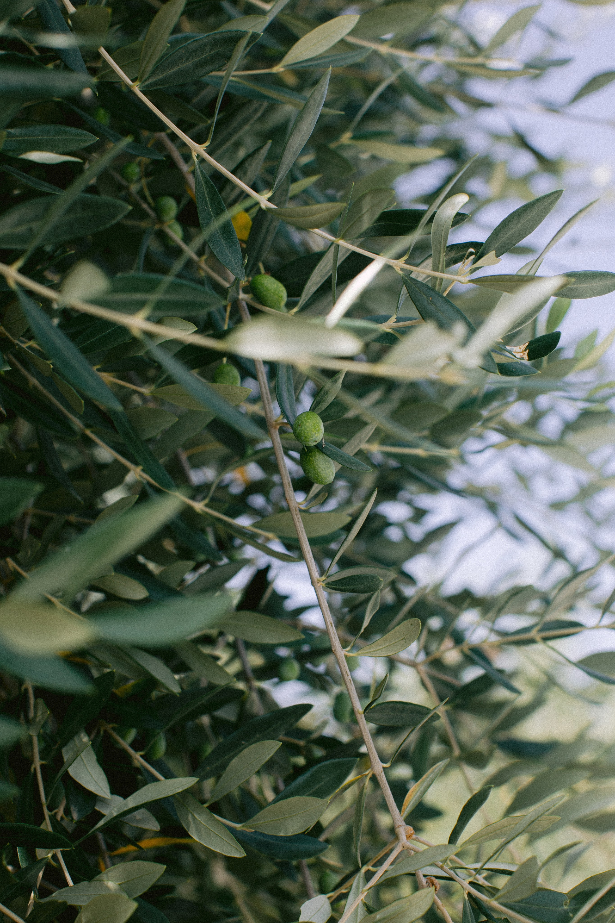 Boda en Cortona, Italia. Yarets Studio | Videógrafos y Fotografía de Bodas | Barcelona
