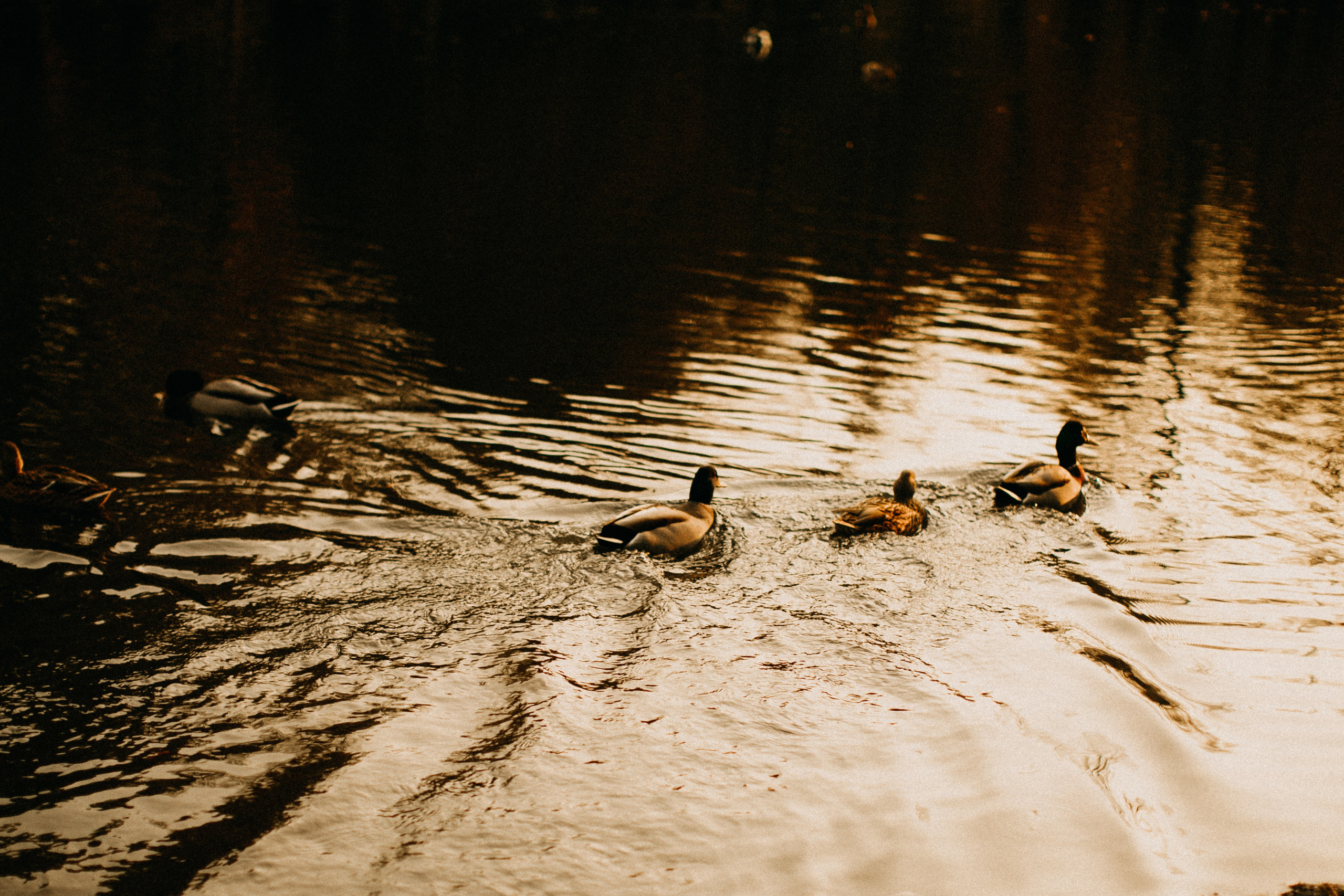 Autumn family story. Yarets Studio | Wedding Films & Photography | Worldwide