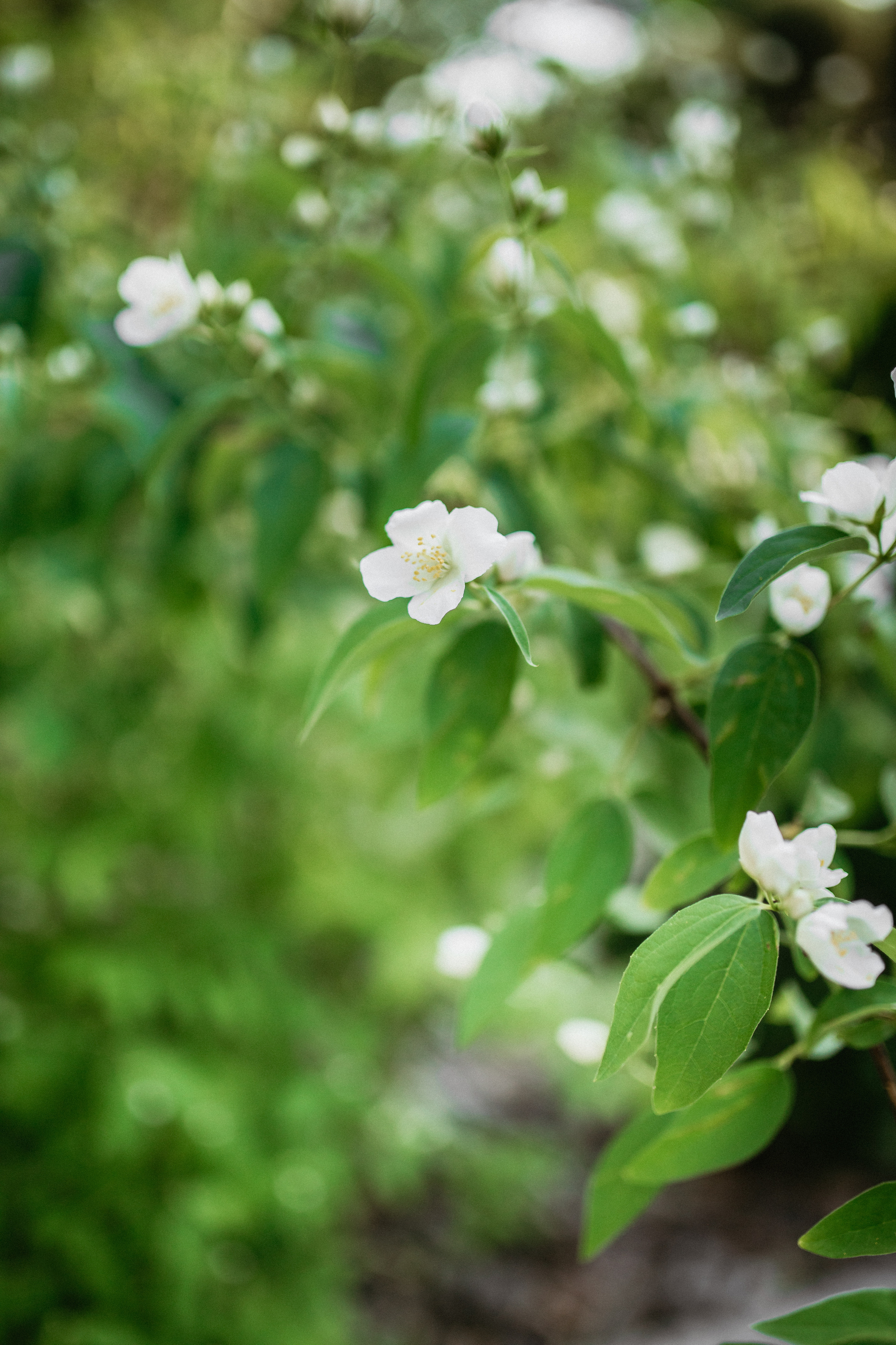 Віталій і Катя