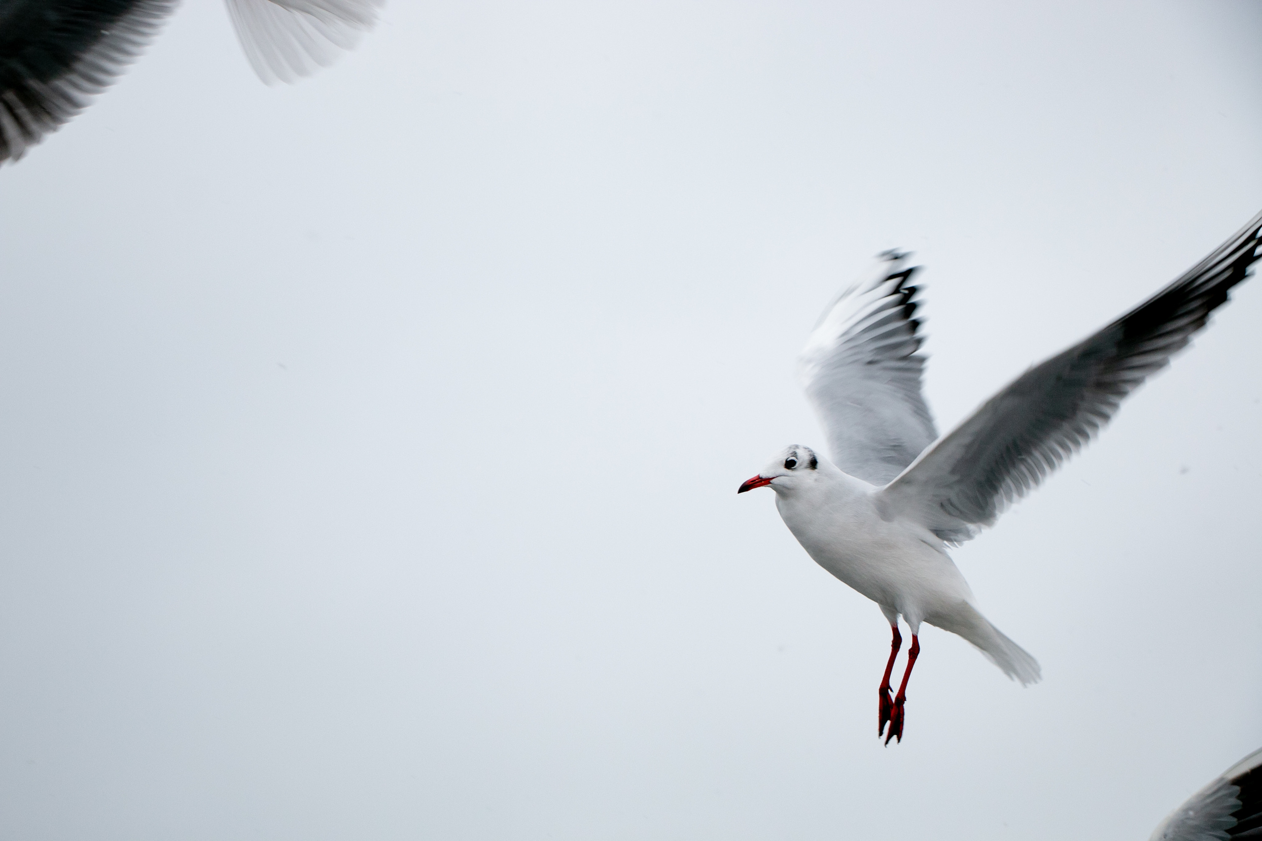 Паромная переправа. Семейный фотограф Великодолинское