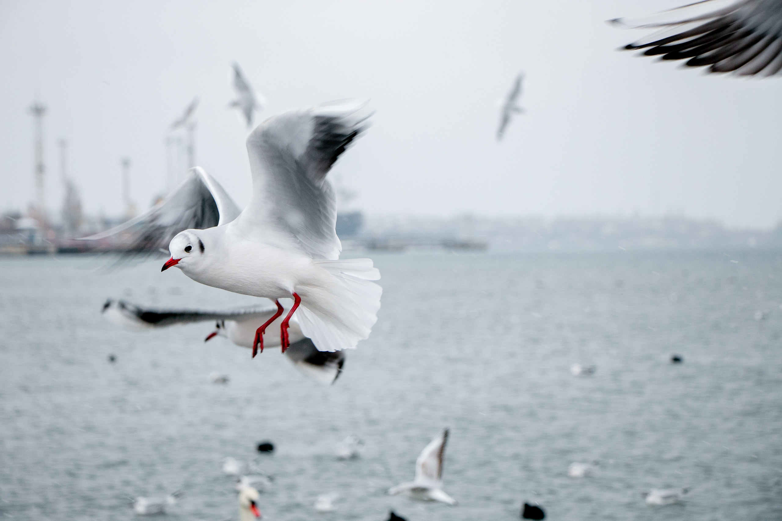 Паромная переправа. Семейный фотограф Великодолинское