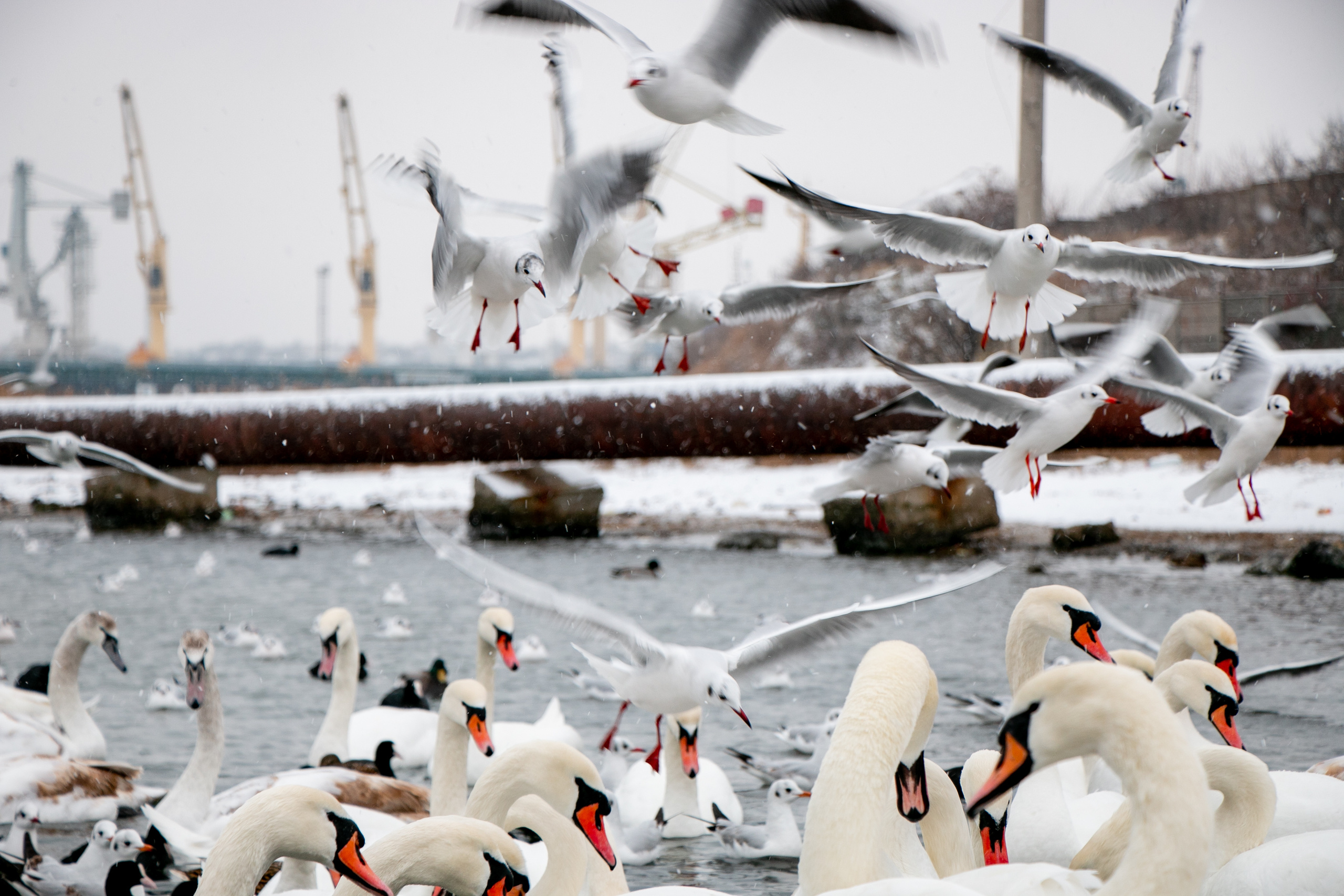 Паромная переправа. Семейный фотограф Великодолинское