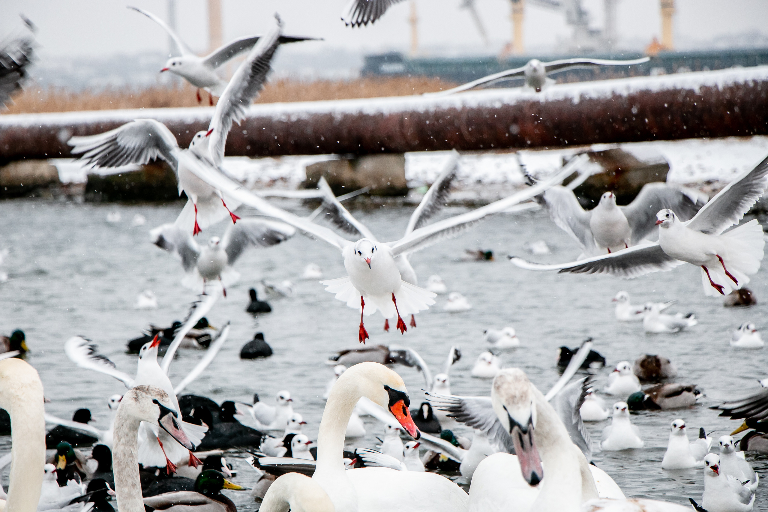 Паромная переправа. Семейный фотограф Великодолинское