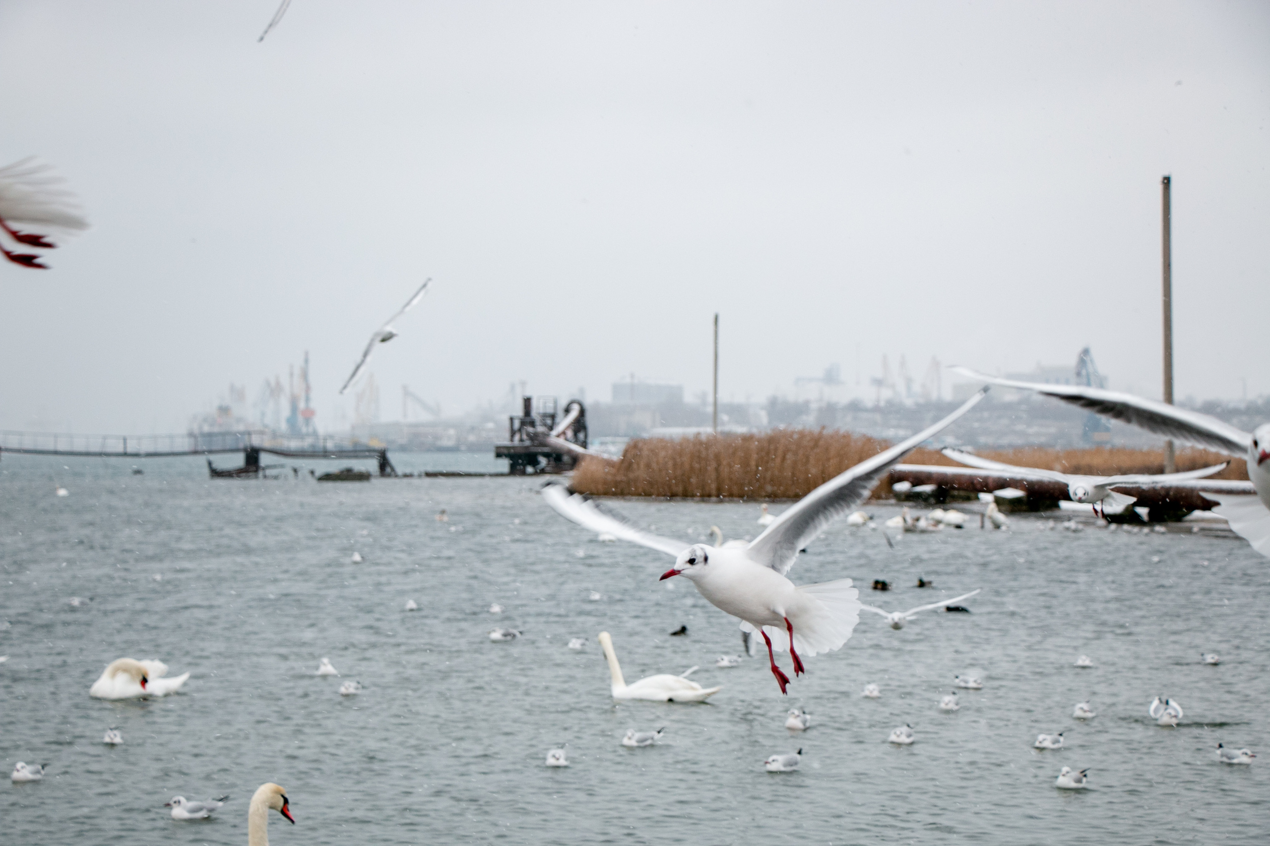 Паромная переправа. Семейный фотограф Великодолинское