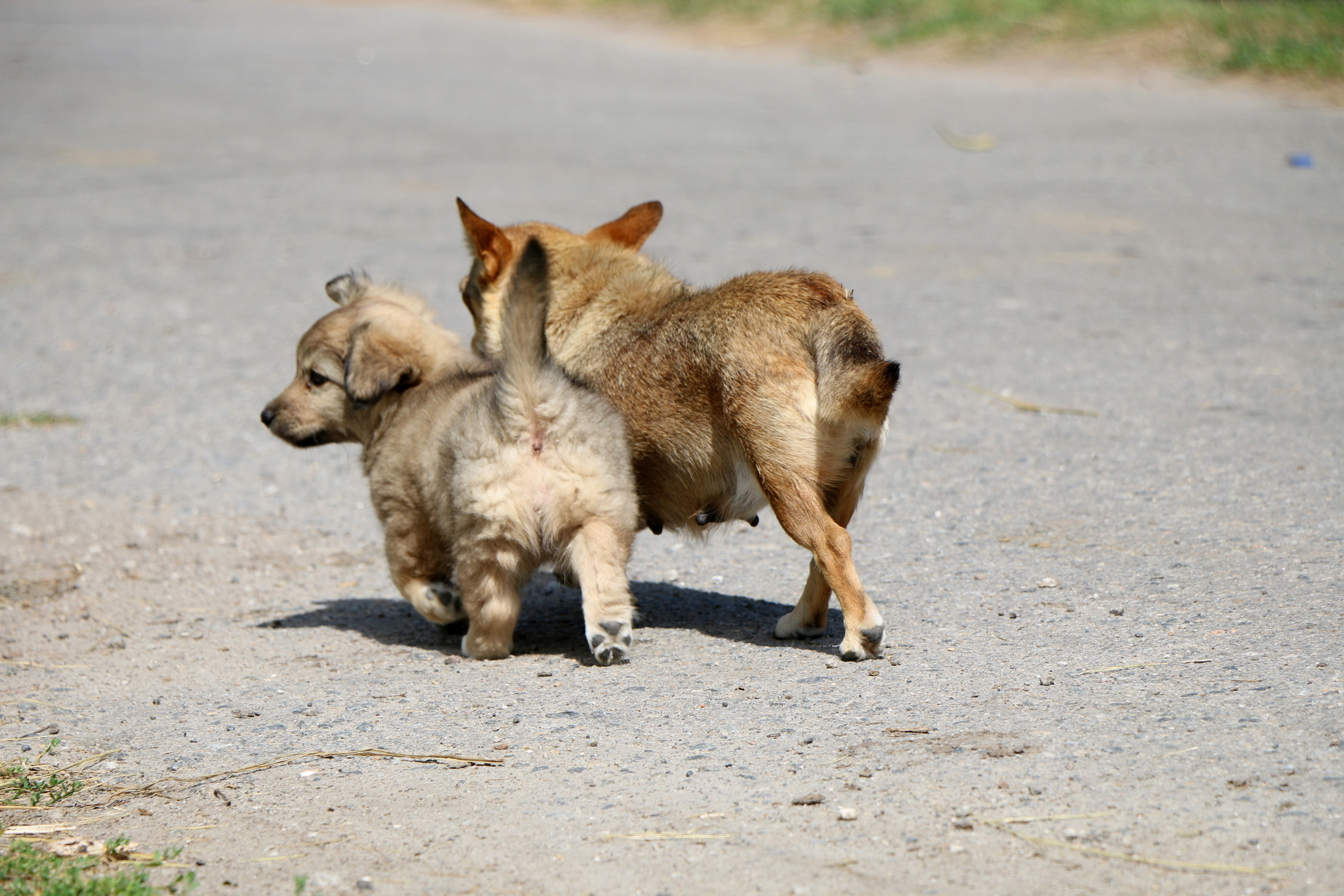 Деревенские мотивы, фото. Семейный фотограф Великодолинское