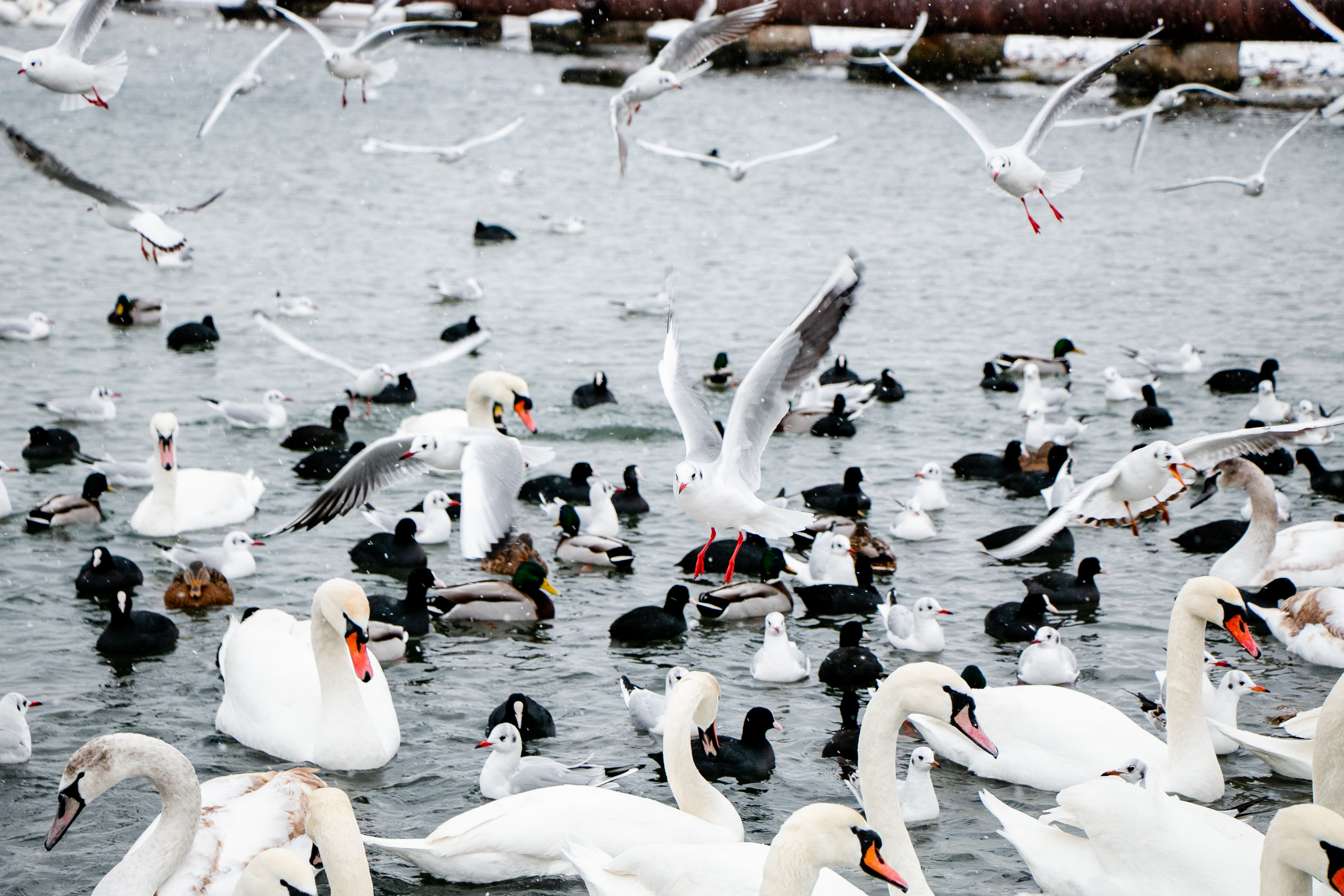 Паромная переправа. Семейный фотограф Великодолинское