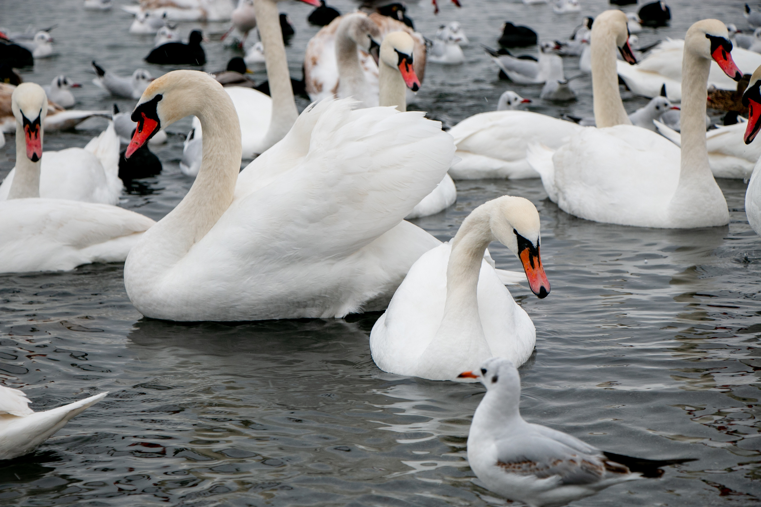 Паромная переправа. Семейный фотограф Великодолинское