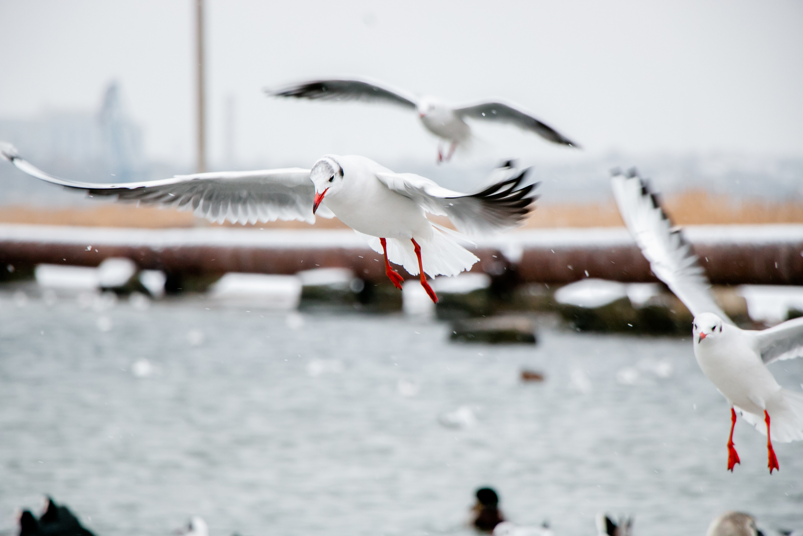 Паромная переправа. Семейный фотограф Великодолинское