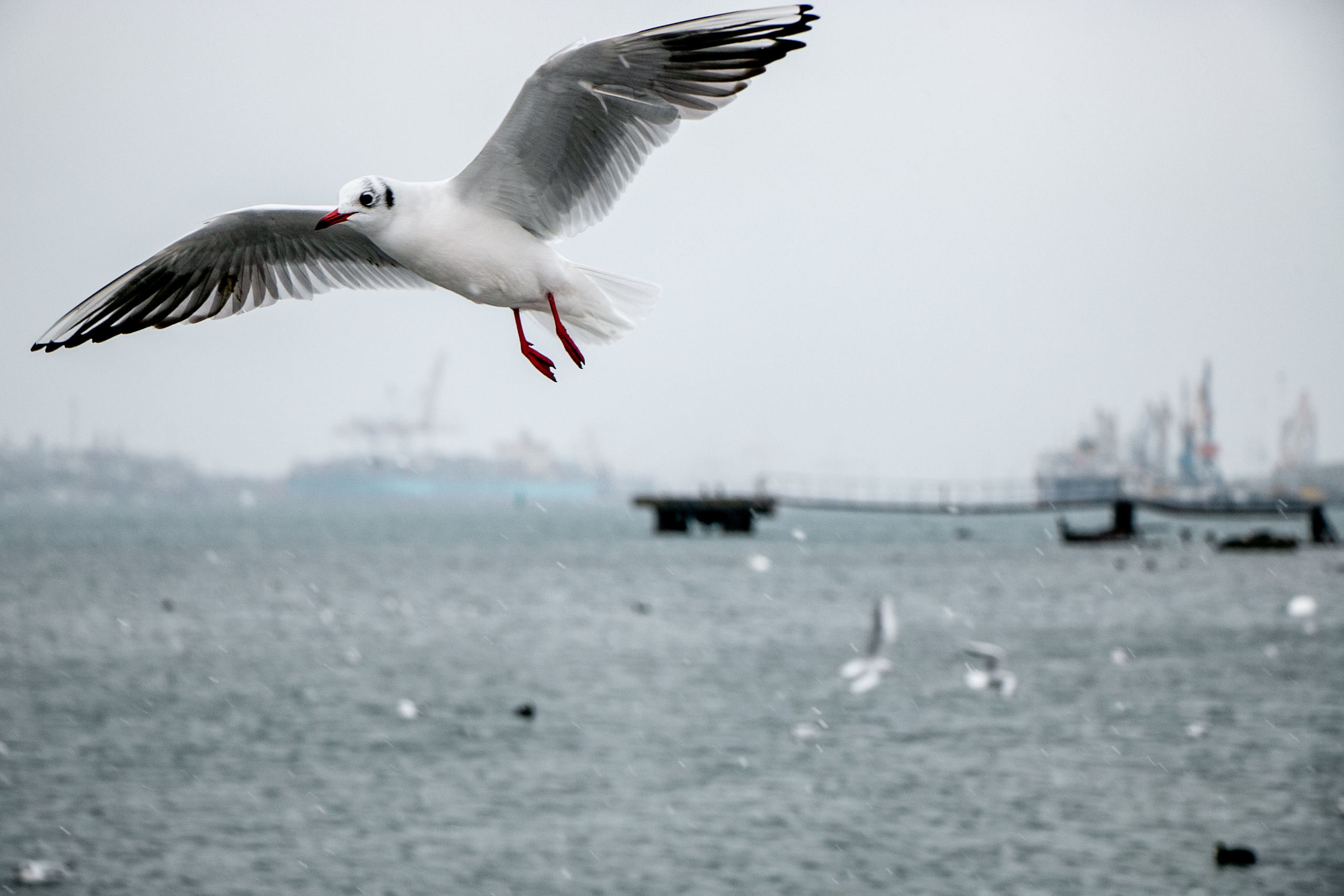 Паромная переправа. Семейный фотограф Великодолинское