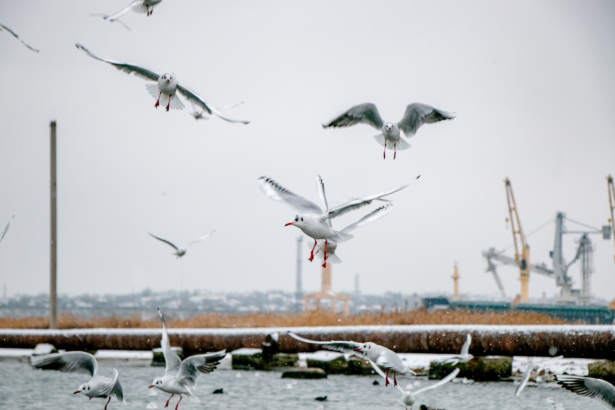 Паромная переправа. Семейный фотограф Великодолинское