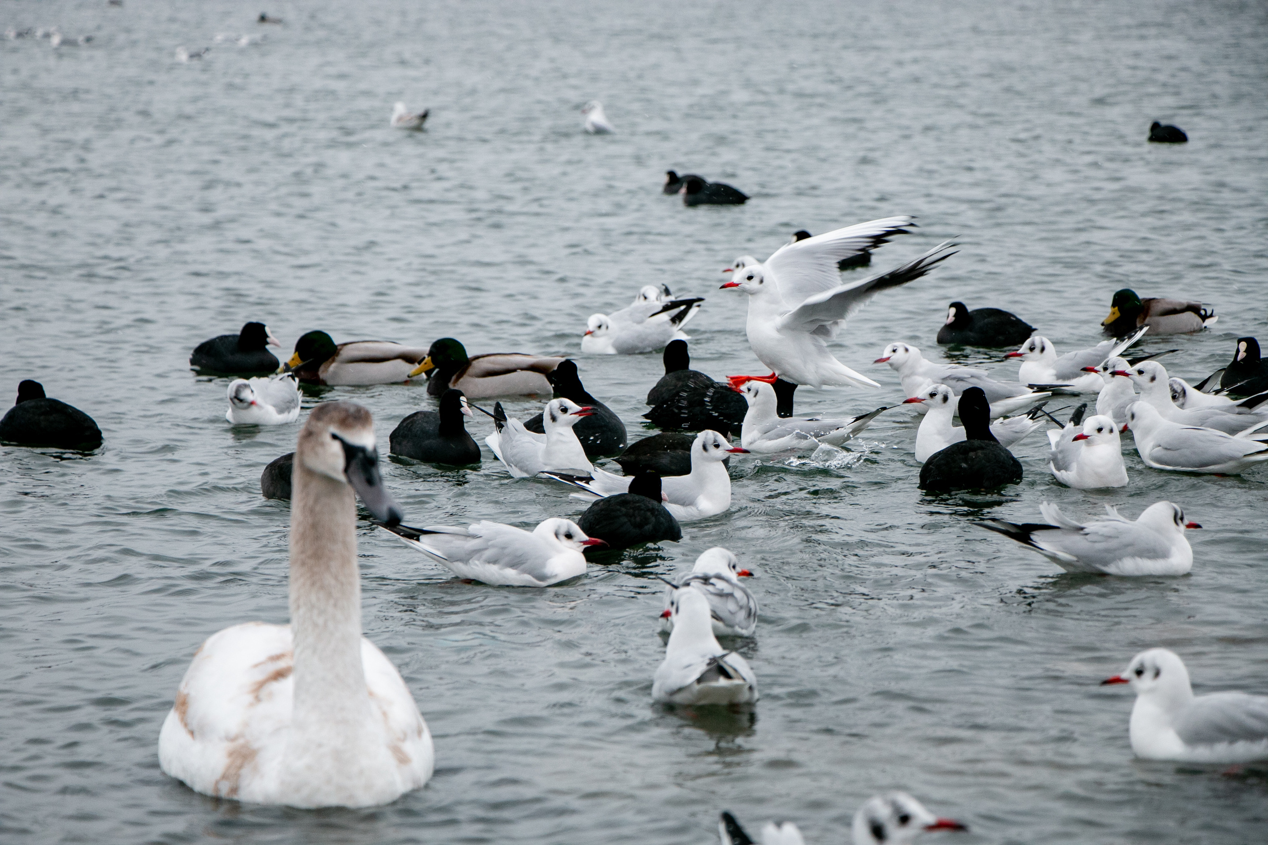 Паромная переправа. Семейный фотограф Великодолинское
