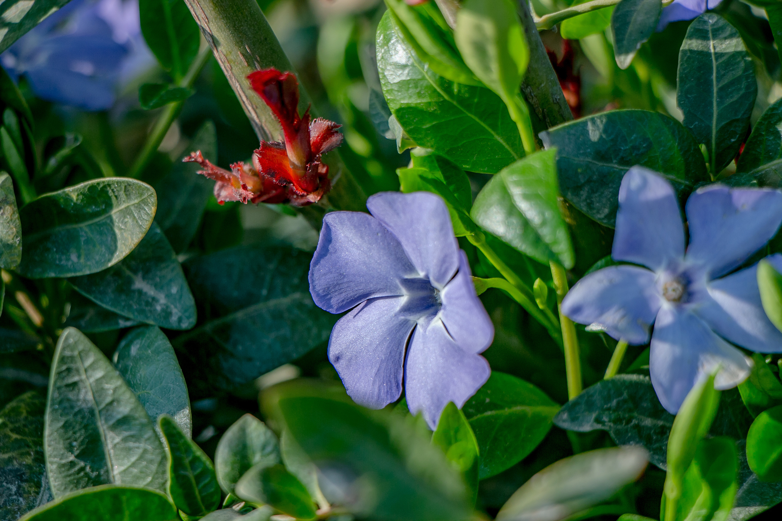 Весенние фото. Семейный фотограф Великодолинское