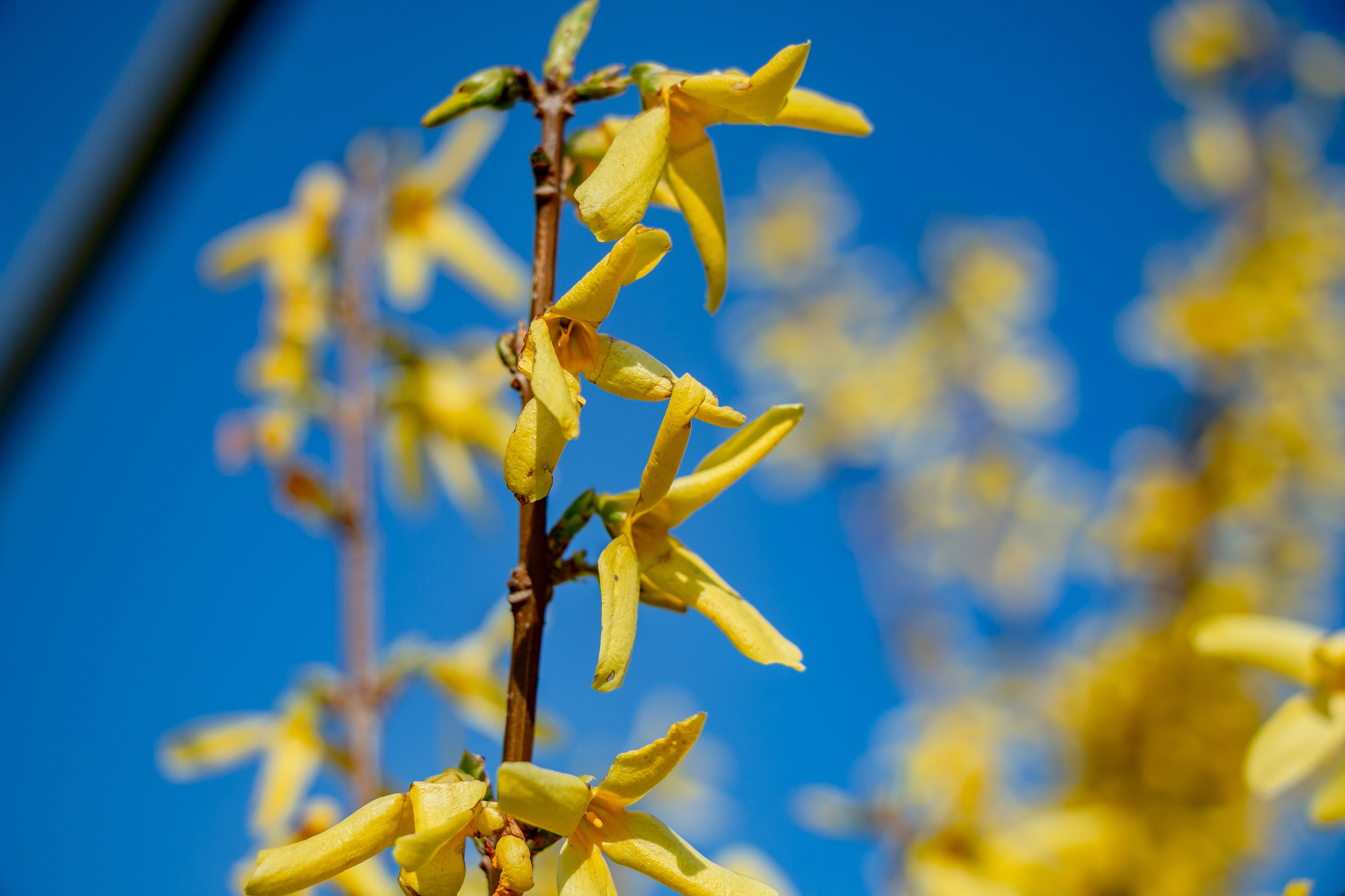 Весенние фото. Семейный фотограф Великодолинское