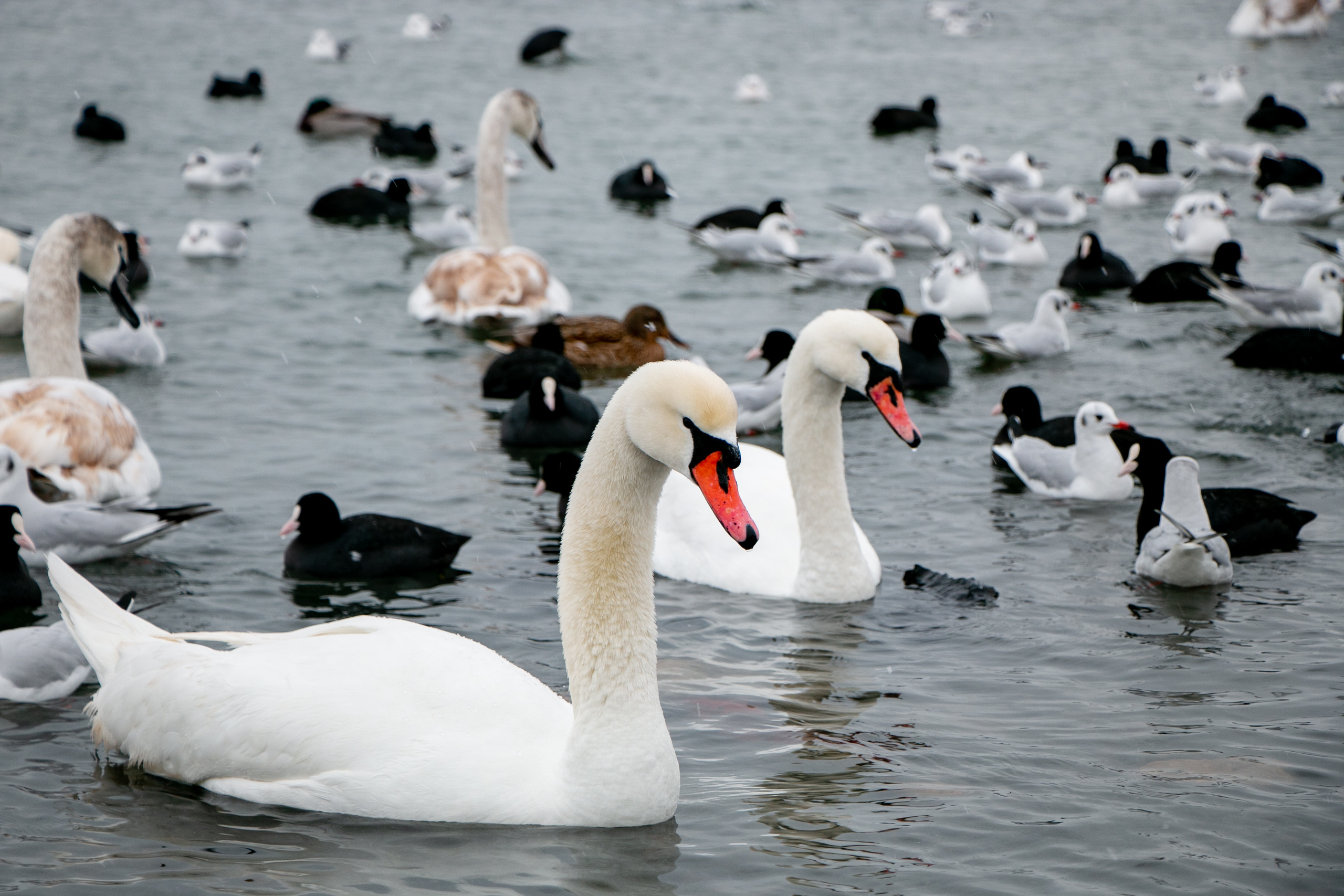 Паромная переправа. Семейный фотограф Великодолинское