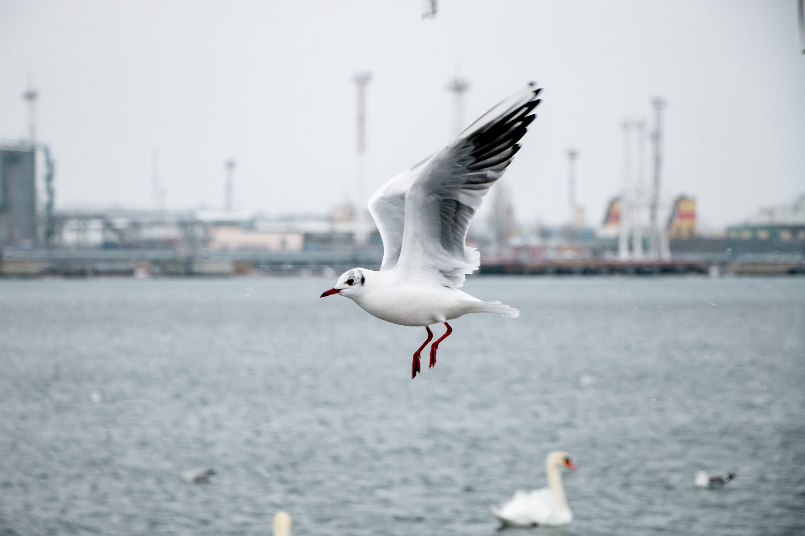 Паромная переправа. Семейный фотограф Великодолинское