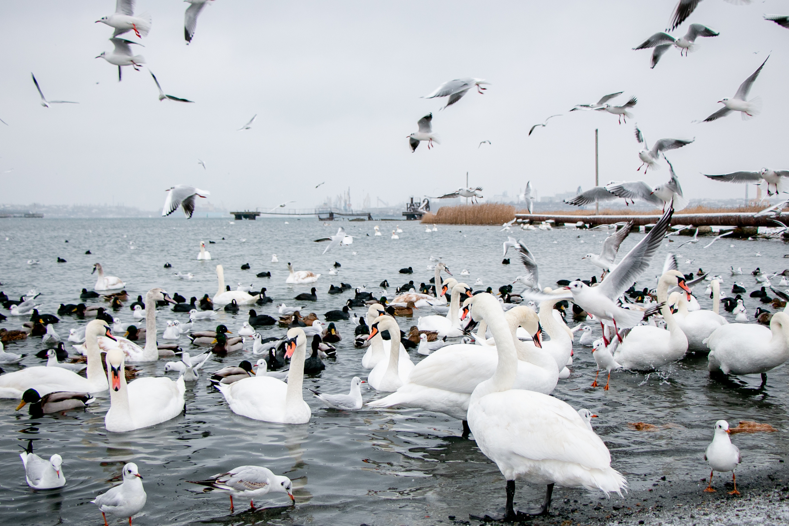Паромная переправа. Семейный фотограф Великодолинское