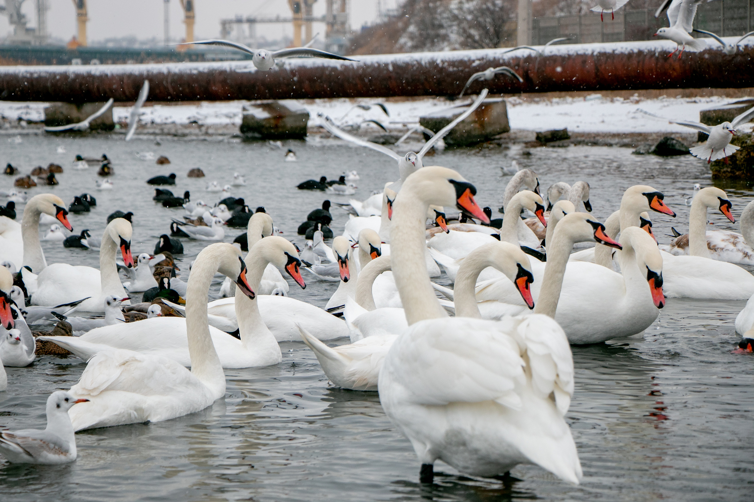 Паромная переправа. Семейный фотограф Великодолинское