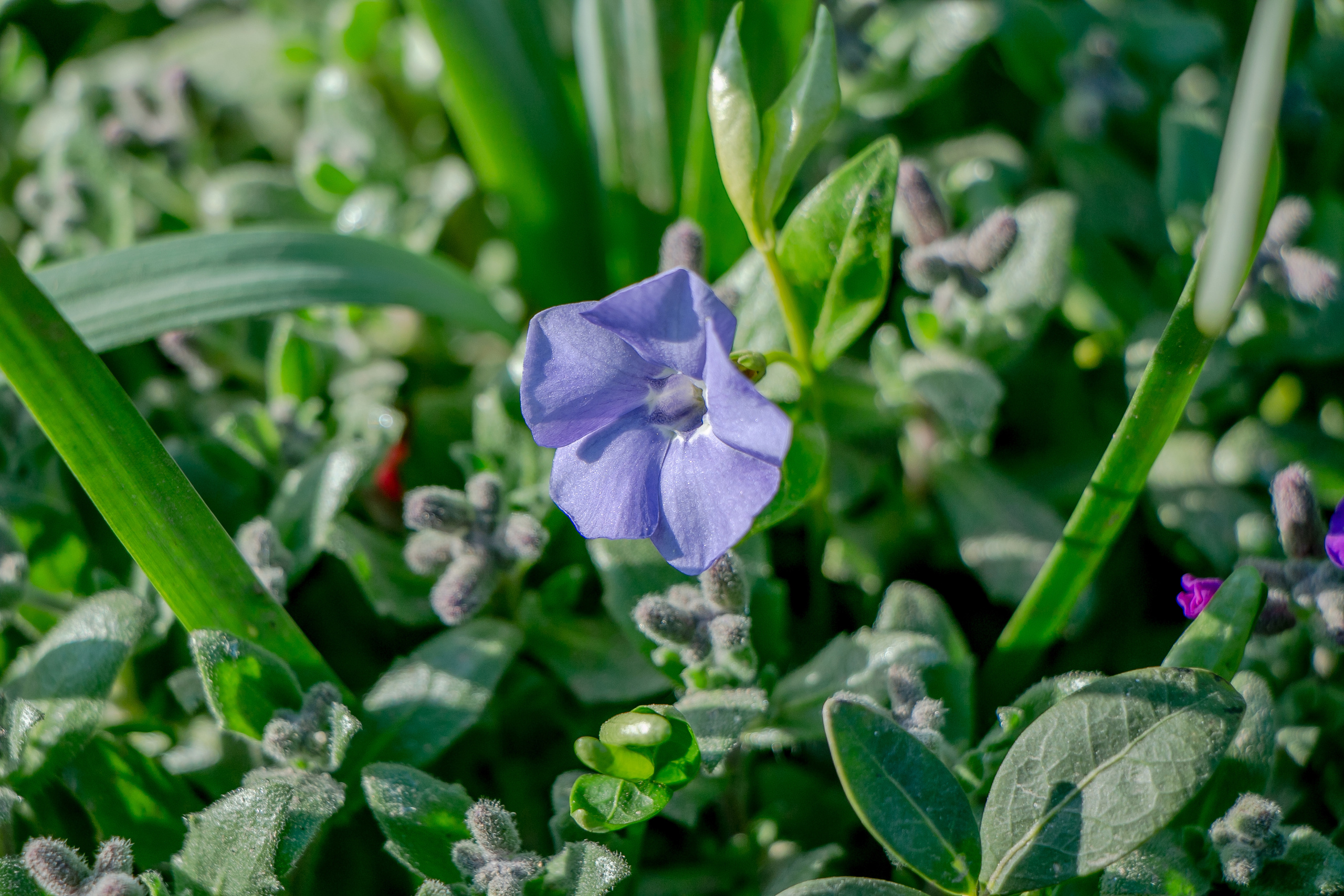 Весенние фото. Семейный фотограф Великодолинское