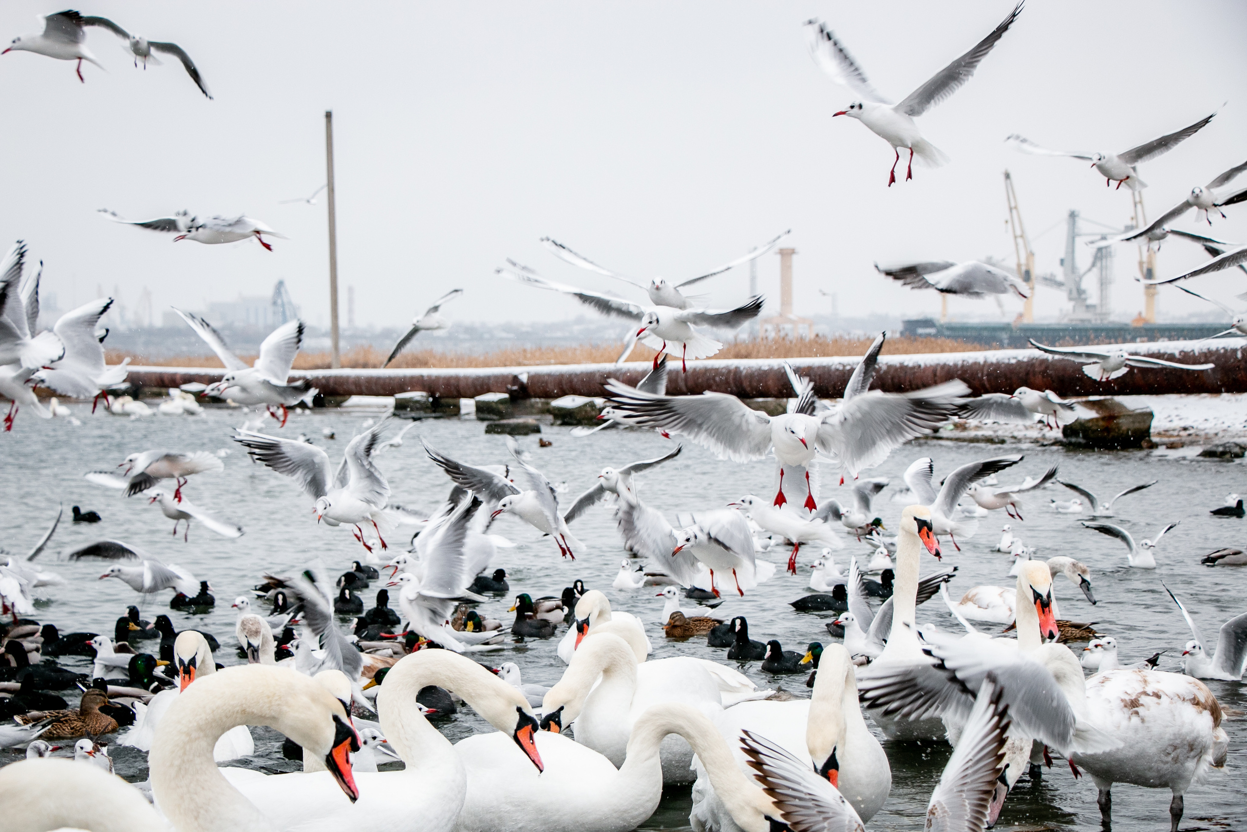 Паромная переправа. Семейный фотограф Великодолинское
