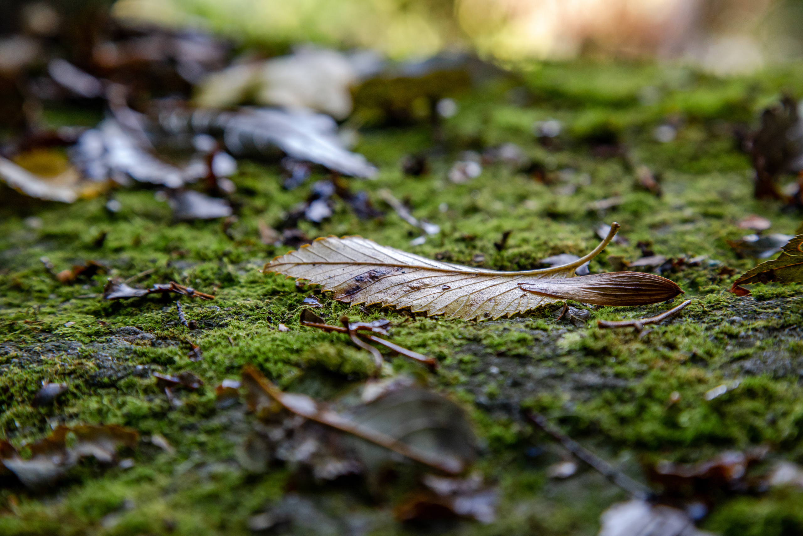 Фотографии Каменец-Подольский. Семейный фотограф Великодолинское