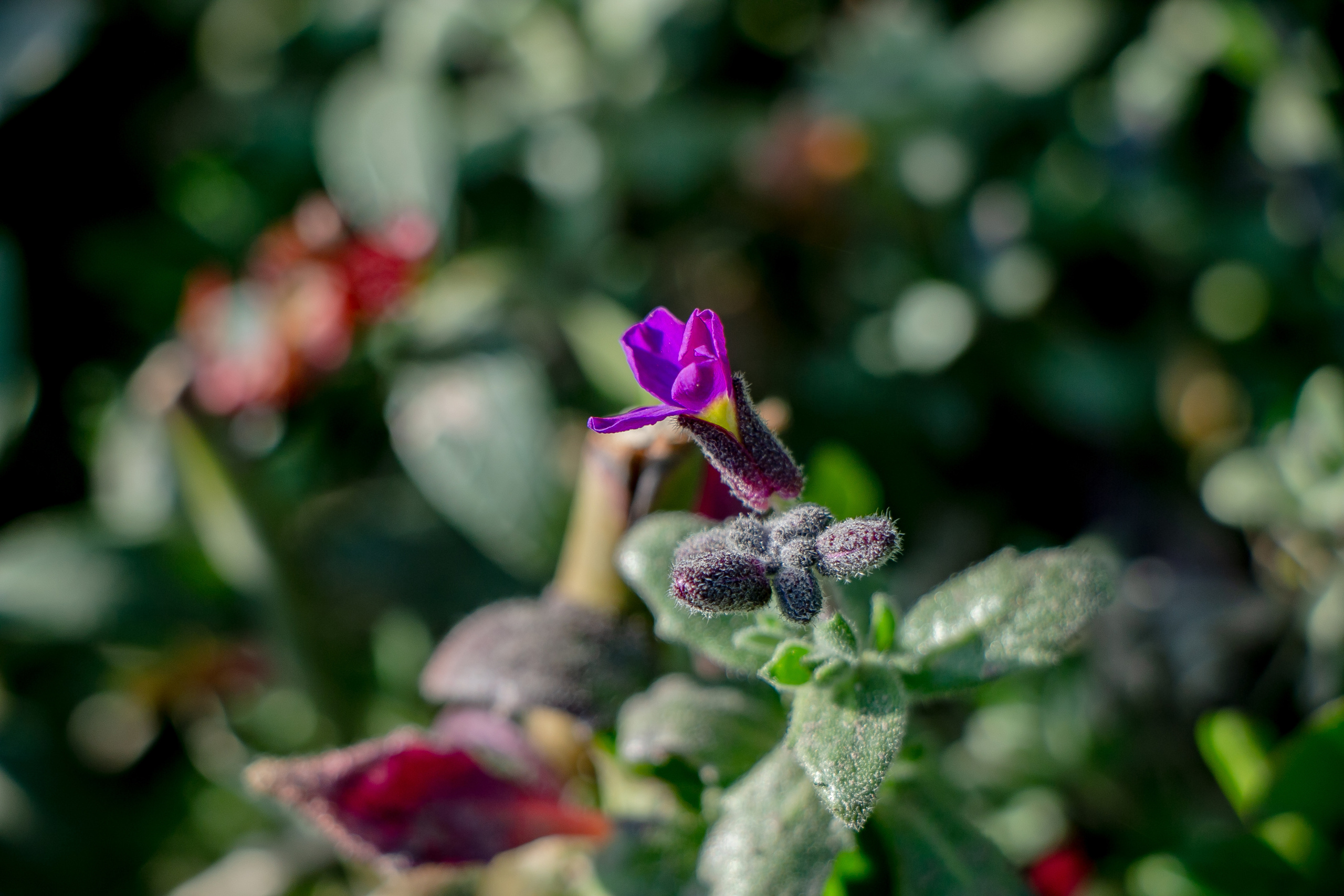 Весенние фото. Семейный фотограф Великодолинское