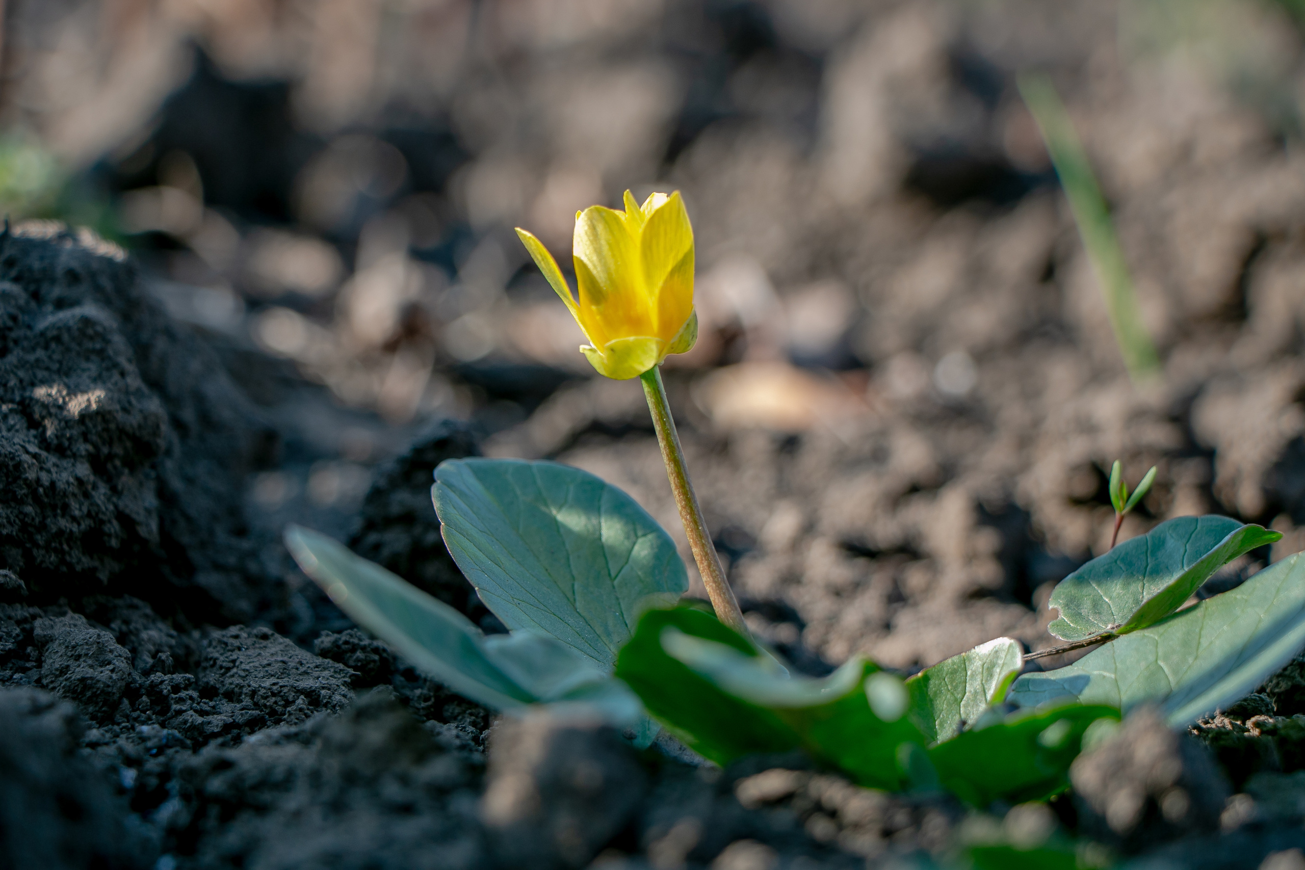 Весенние фото. Семейный фотограф Великодолинское