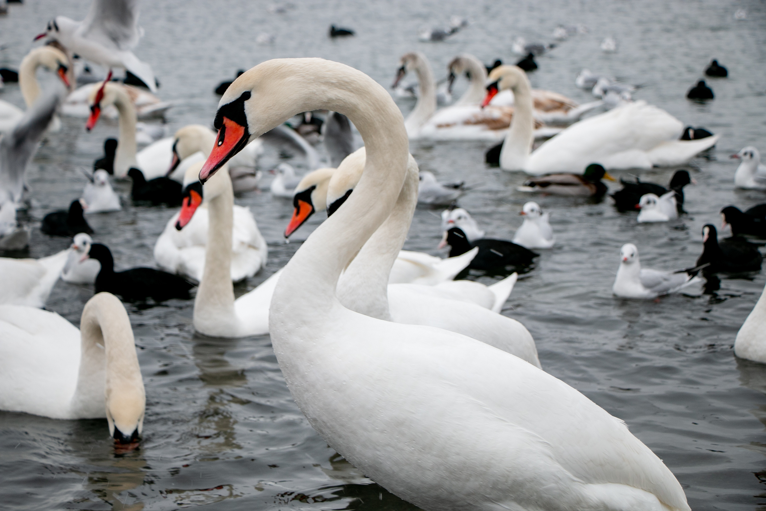 Паромная переправа. Семейный фотограф Великодолинское