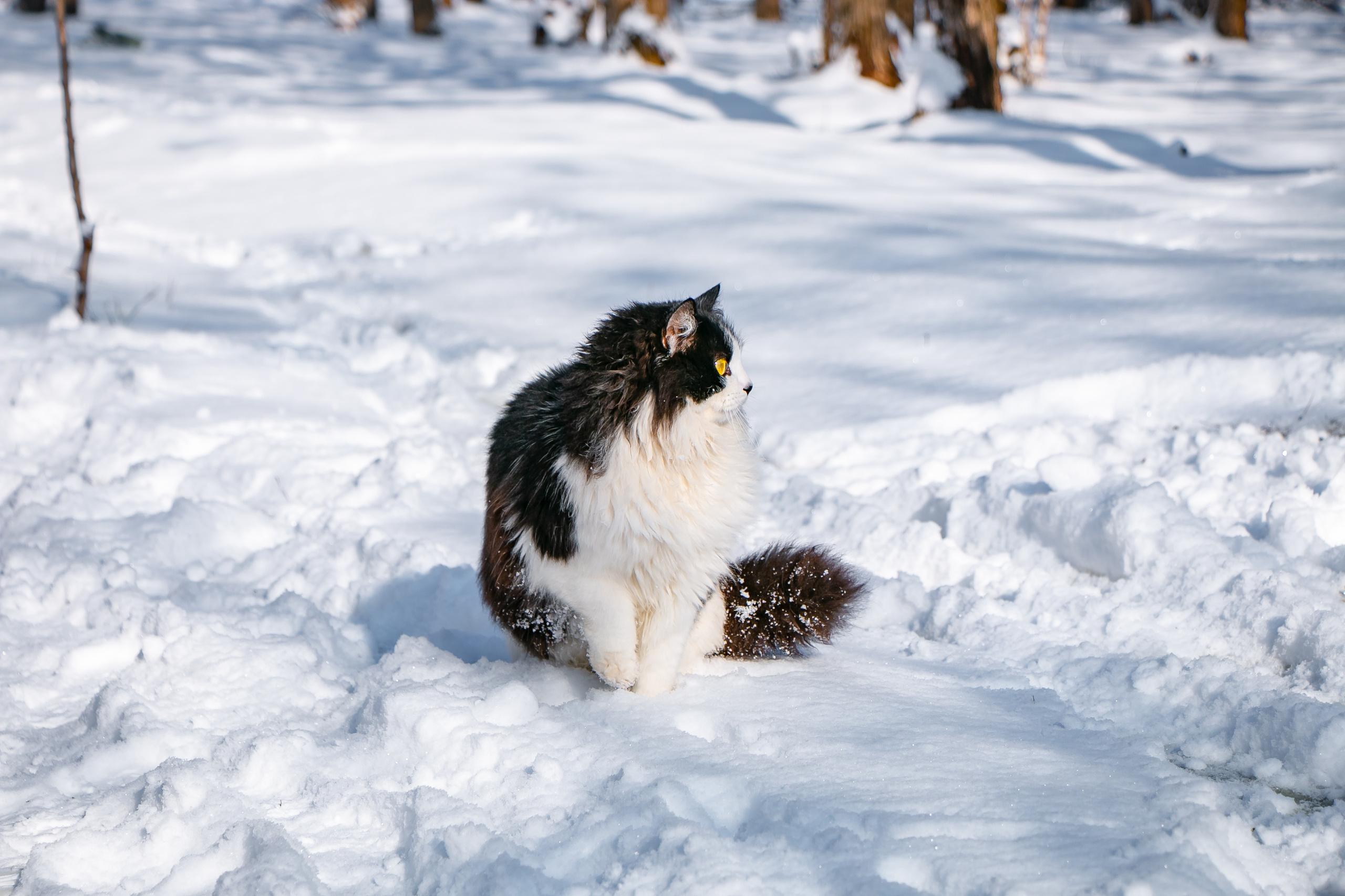 Прогулка кота. Семейный фотограф Великодолинское