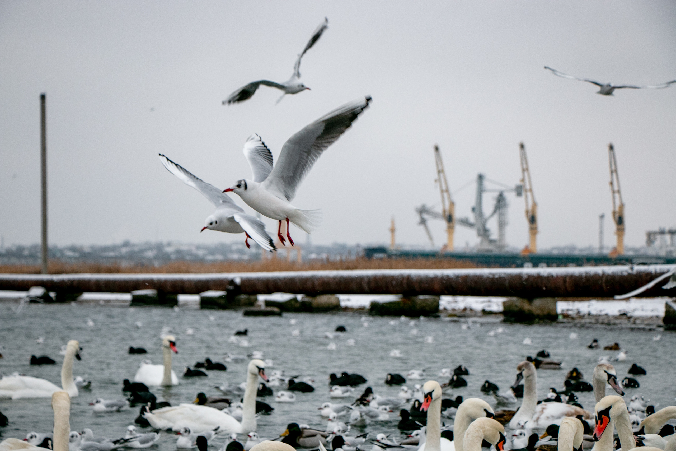 Паромная переправа. Семейный фотограф Великодолинское