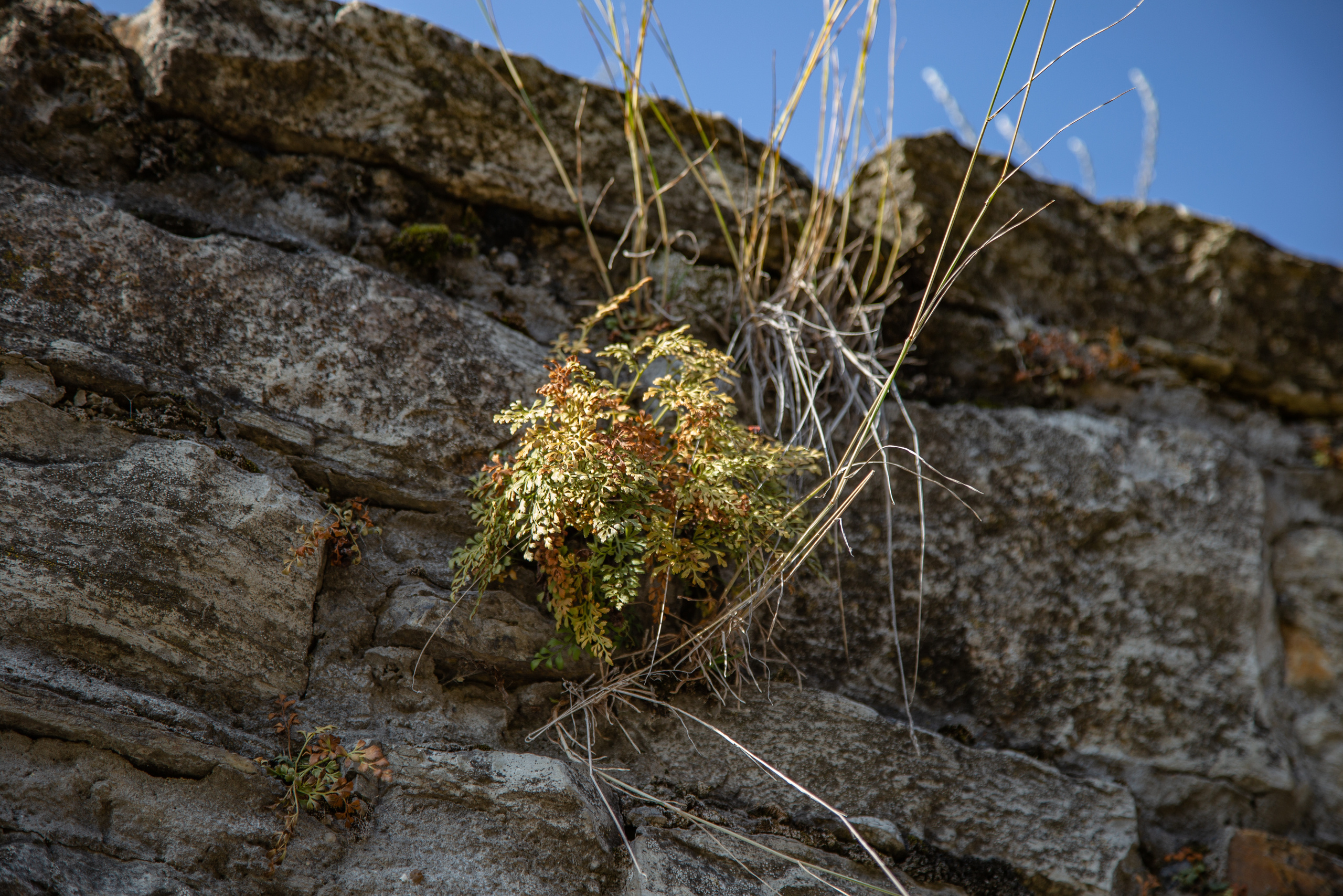 Фотографии Каменец-Подольский. Семейный фотограф Великодолинское