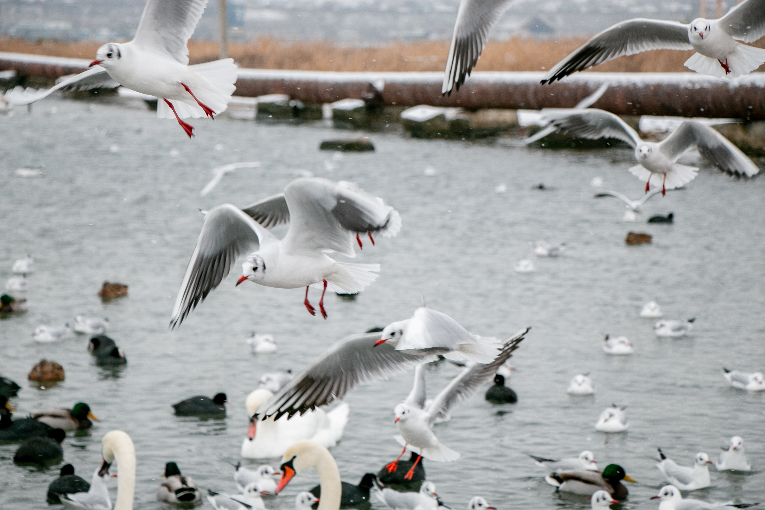 Паромная переправа. Семейный фотограф Великодолинское