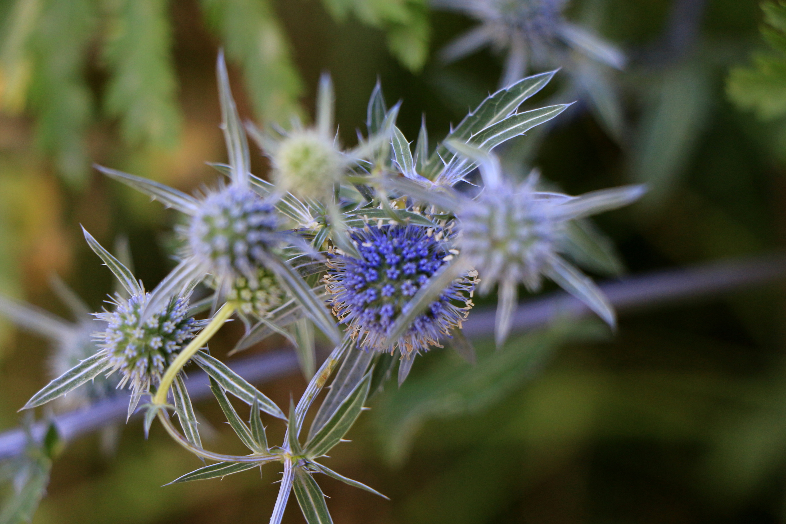 Деревенские мотивы, фото. Семейный фотограф Великодолинское