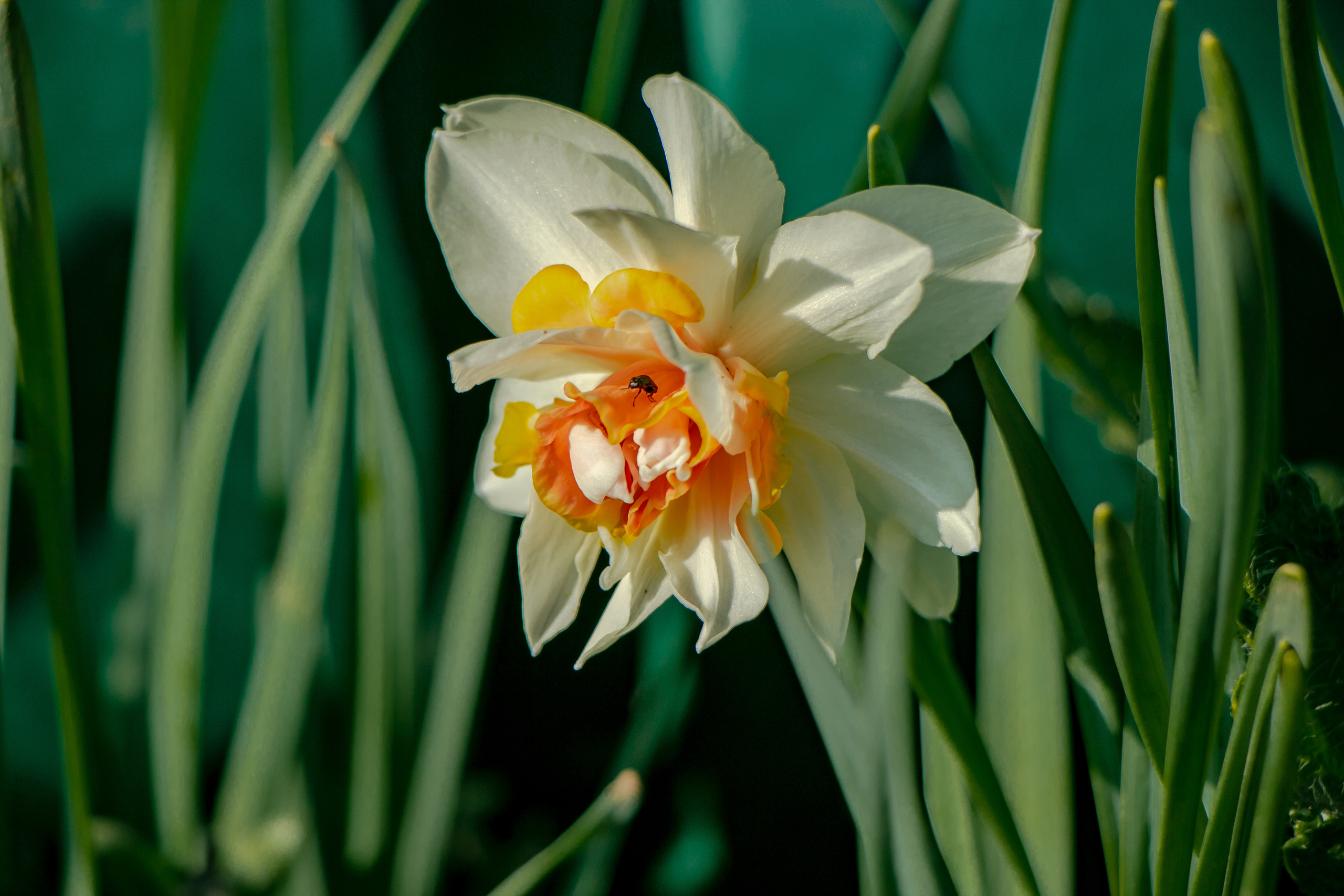 Весенние фото. Семейный фотограф Великодолинское