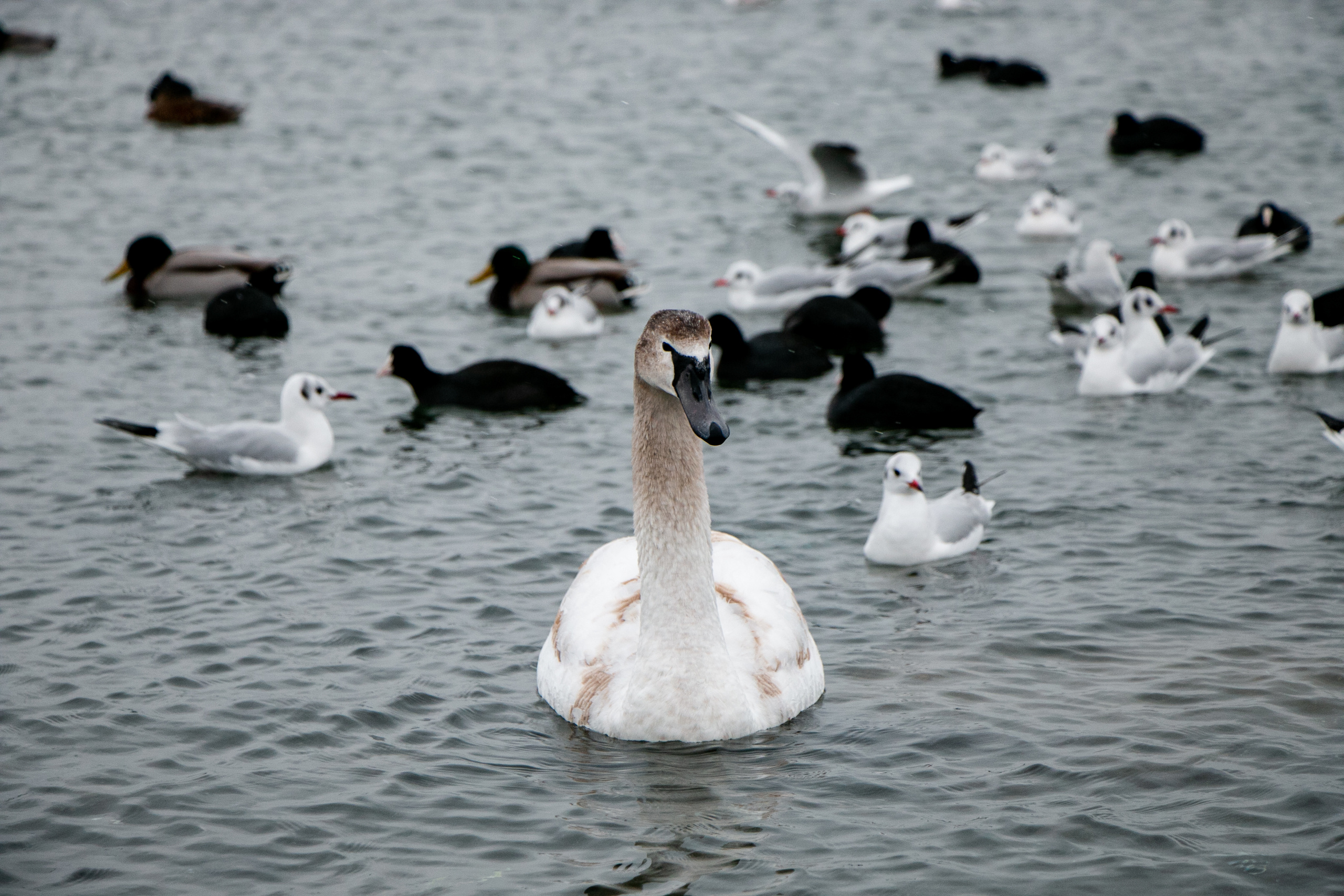Паромная переправа. Семейный фотограф Великодолинское